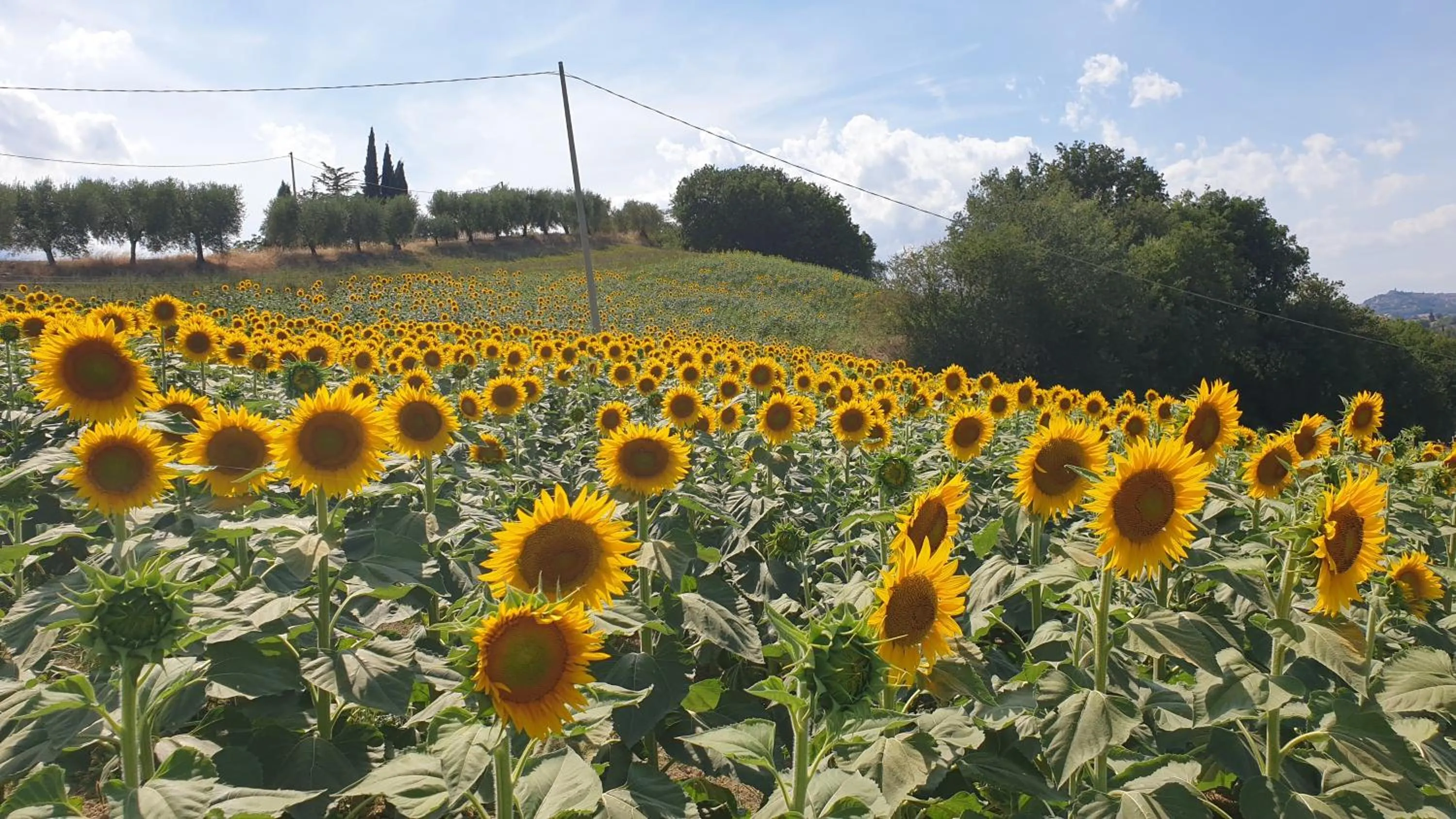 Garden in Casale di Maro