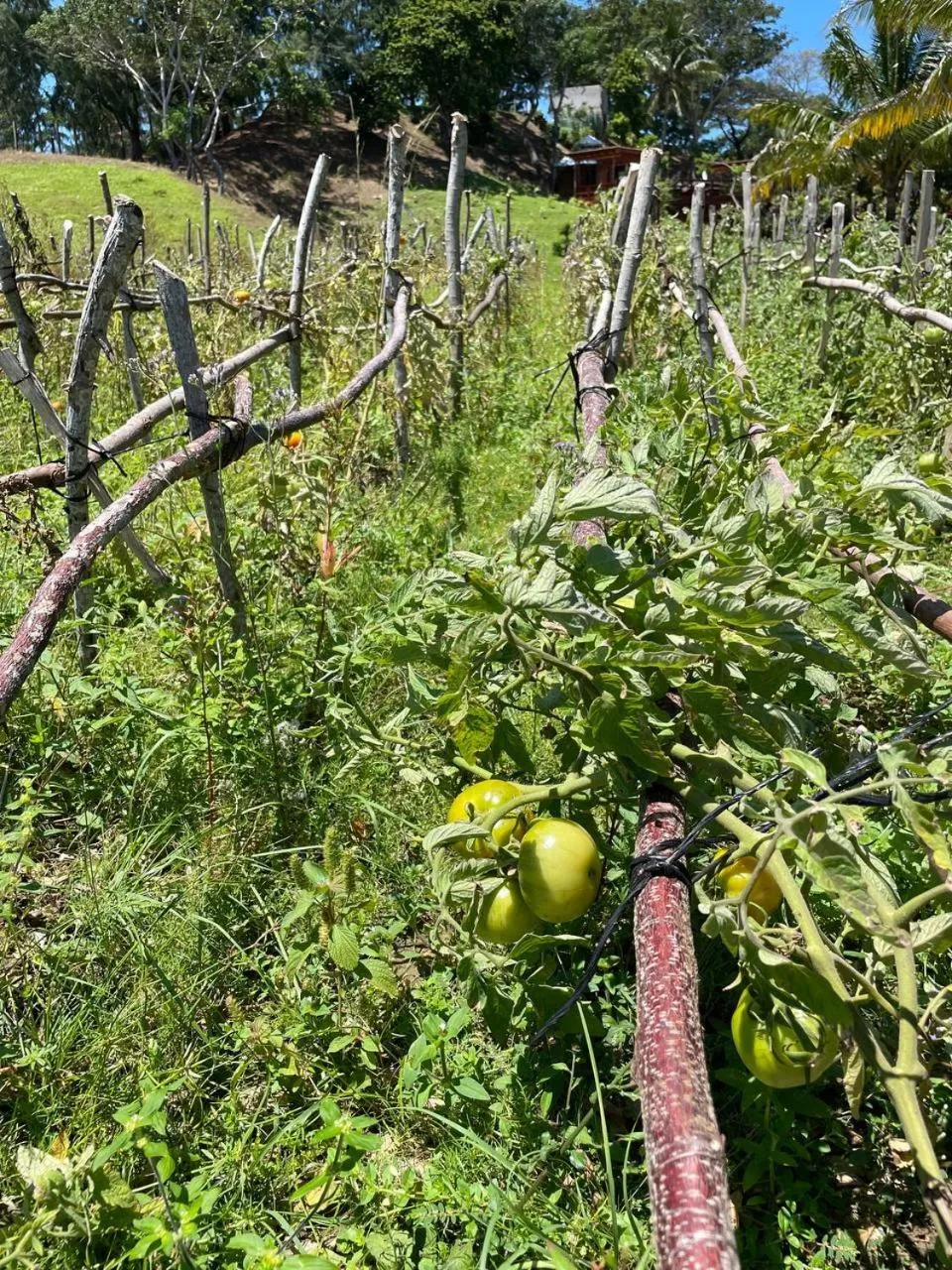 Property building in Hotel and Dive Center Roatan Yacht Club