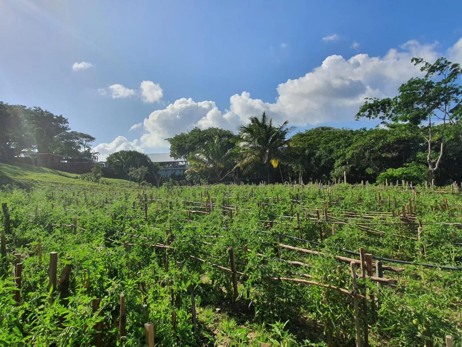 Property building in Hotel and Dive Center Roatan Yacht Club