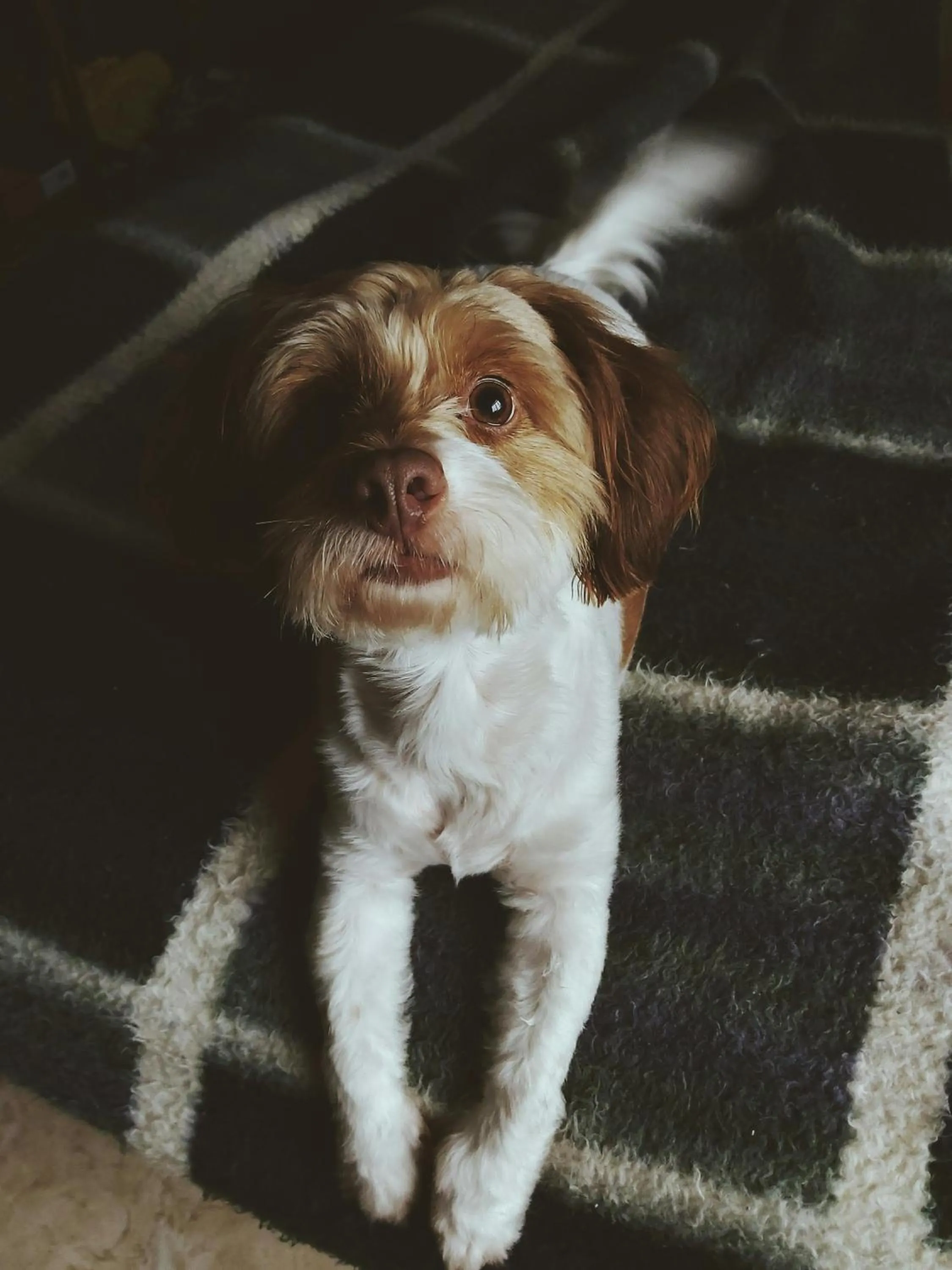 Pets in Trilussa Palace Hotel Congress & Spa