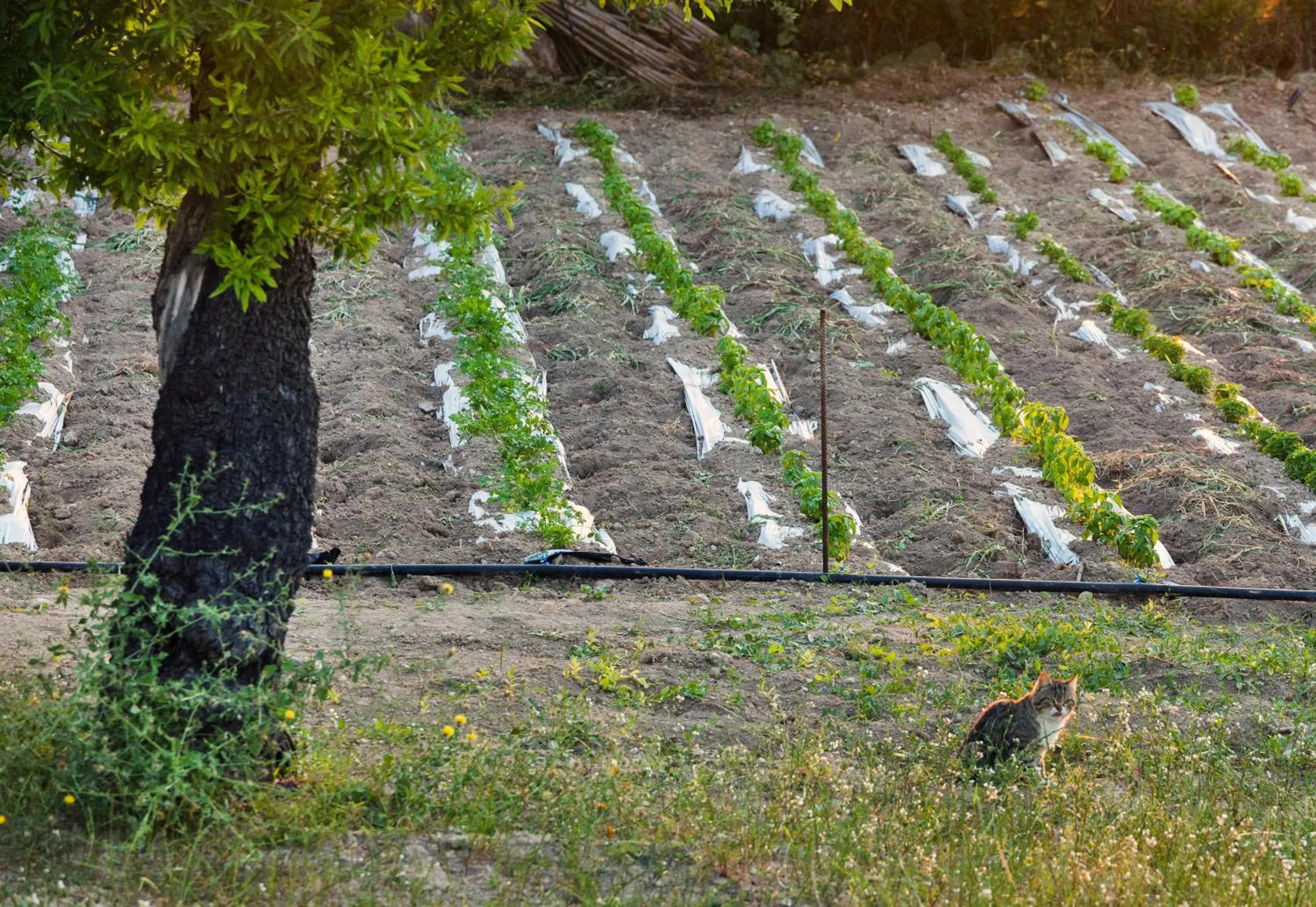 Garden in Hotel Villa Favorita
