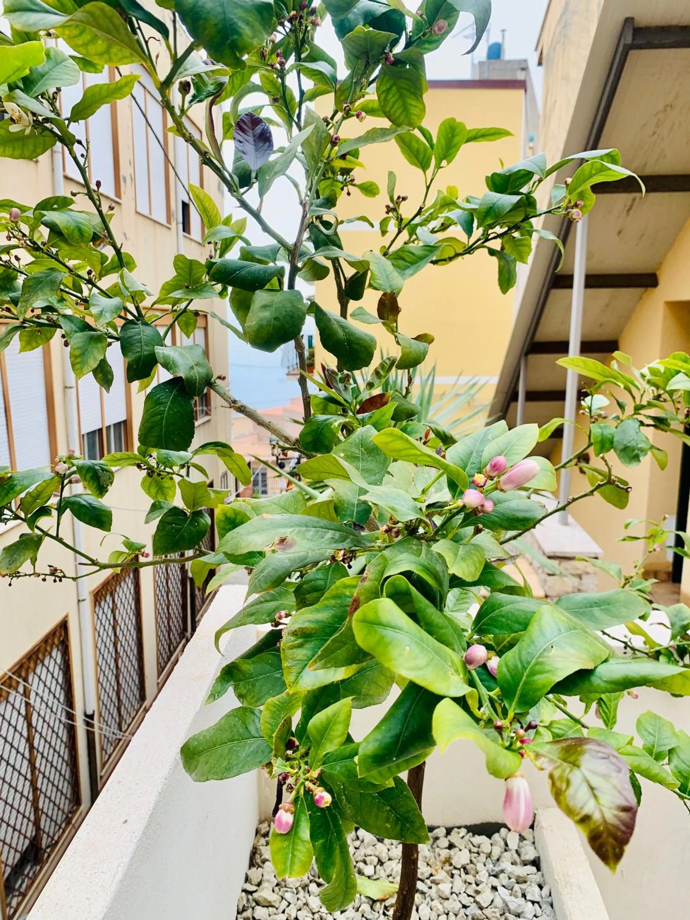 Bed and Breakfast Arco dei cappuccini