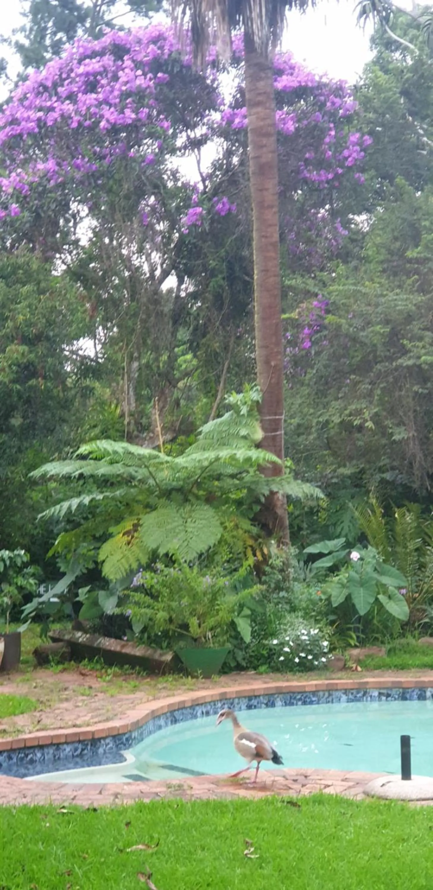 Garden view in The Lapa