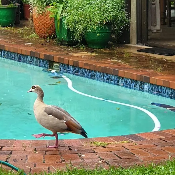 Swimming pool in The Lapa