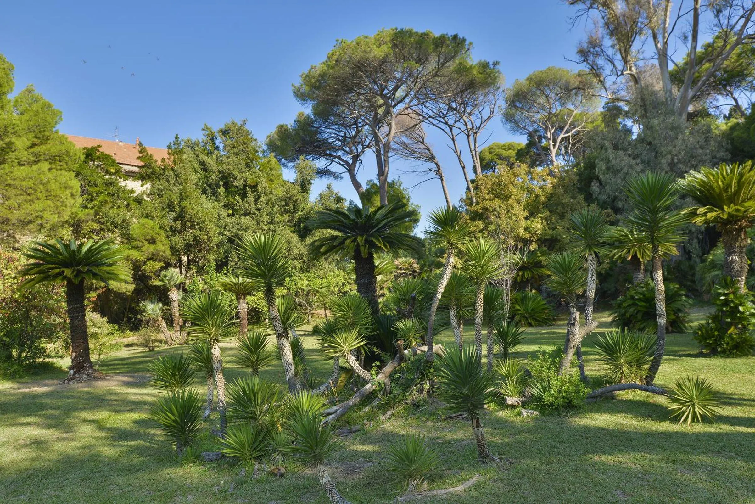Garden in Palazzo Belmonte