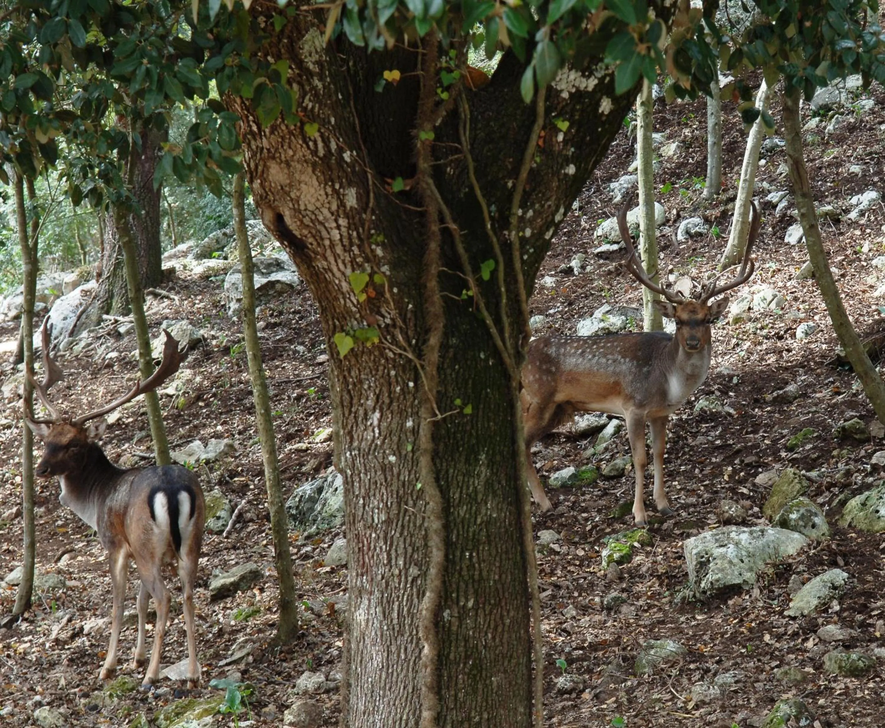 Garden in Masseria Chiancone Torricella