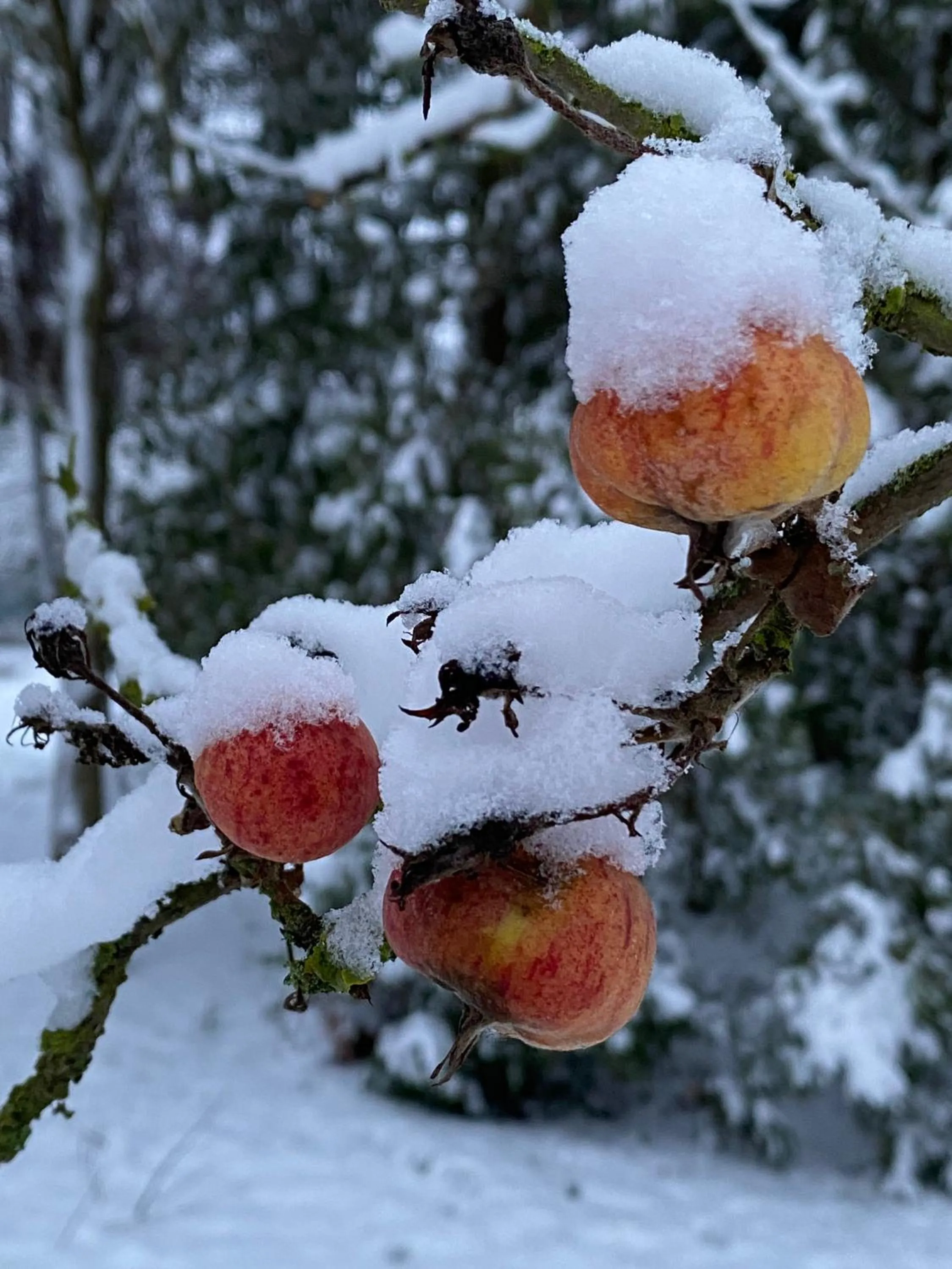 Garden in norddeutscher Hof - Kutscherstation