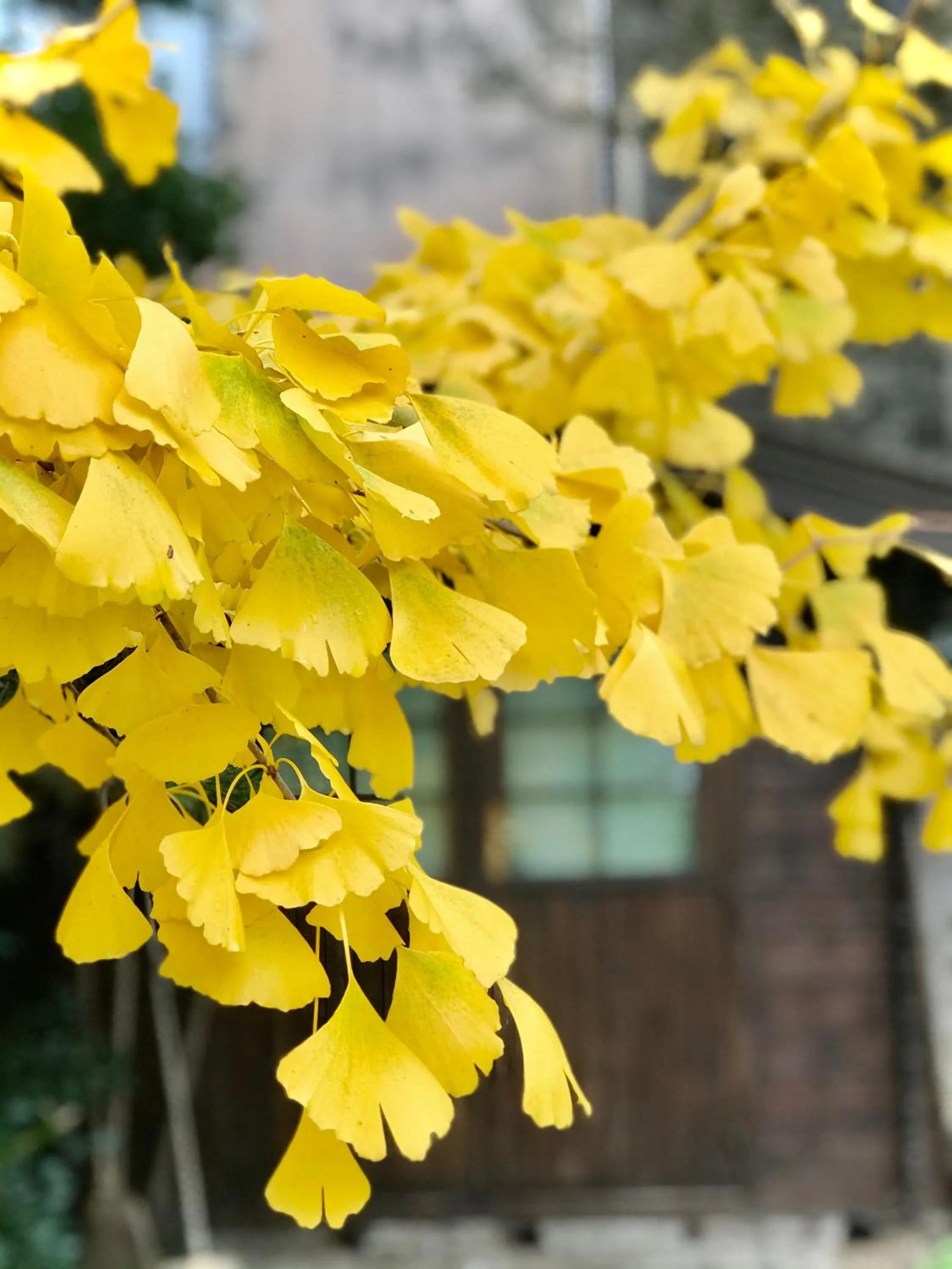 Garden in Manoir Saint-Pierre