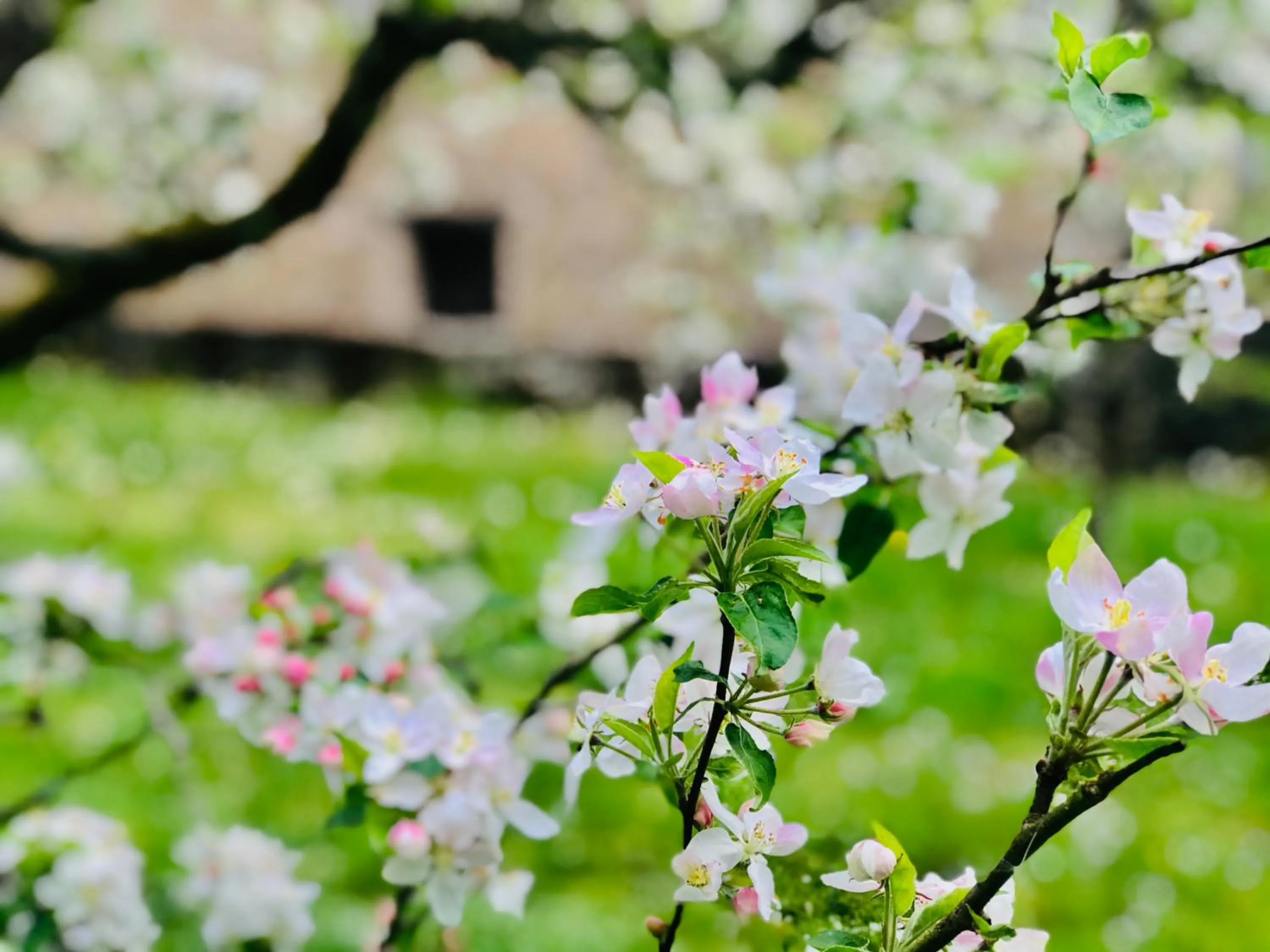 Garden in Manoir Saint-Pierre