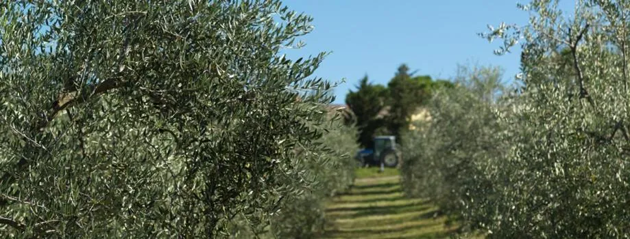 Day in Agriturismo Bio Fattoria Bacio