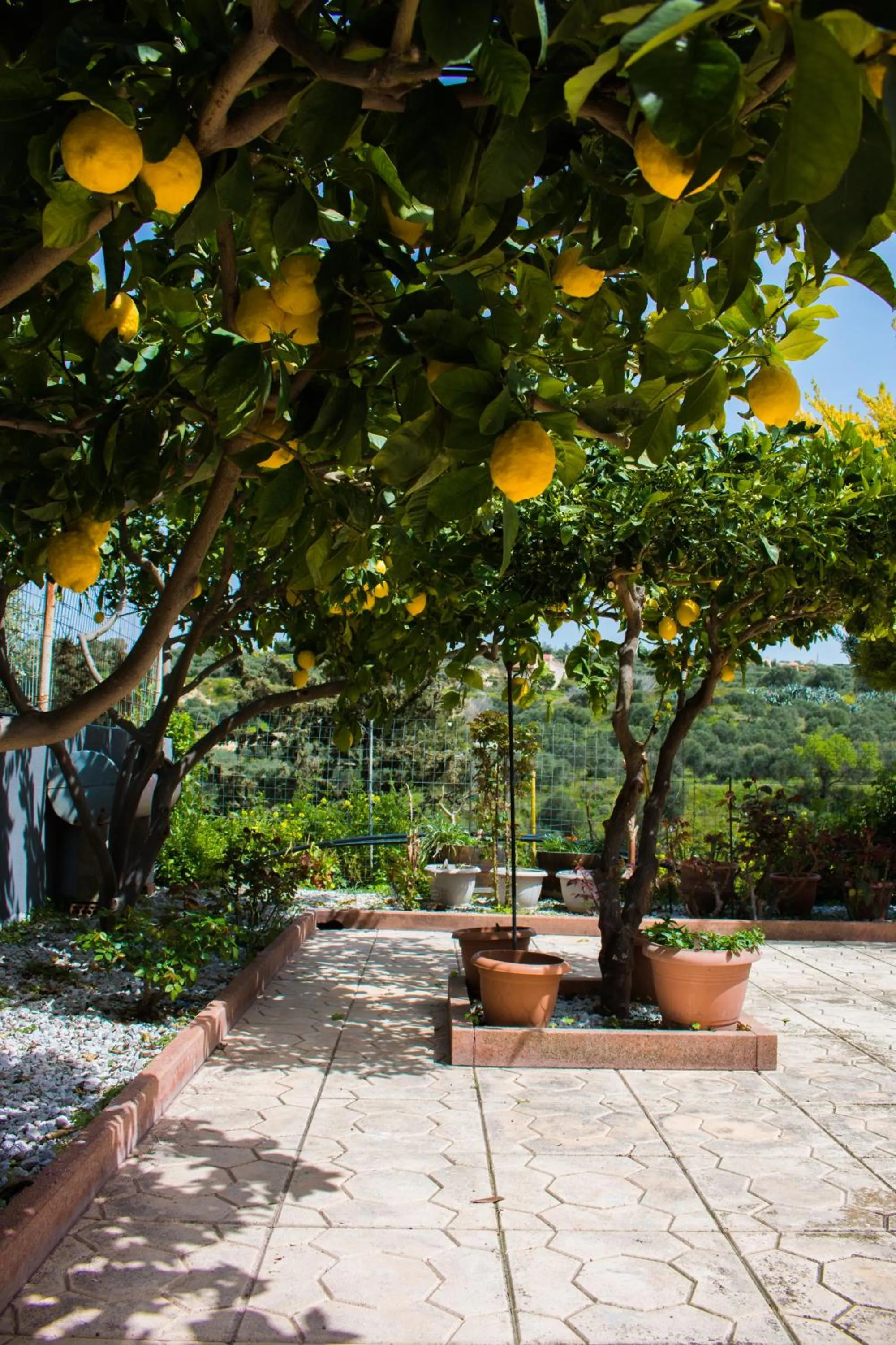 Garden in Aelia Home