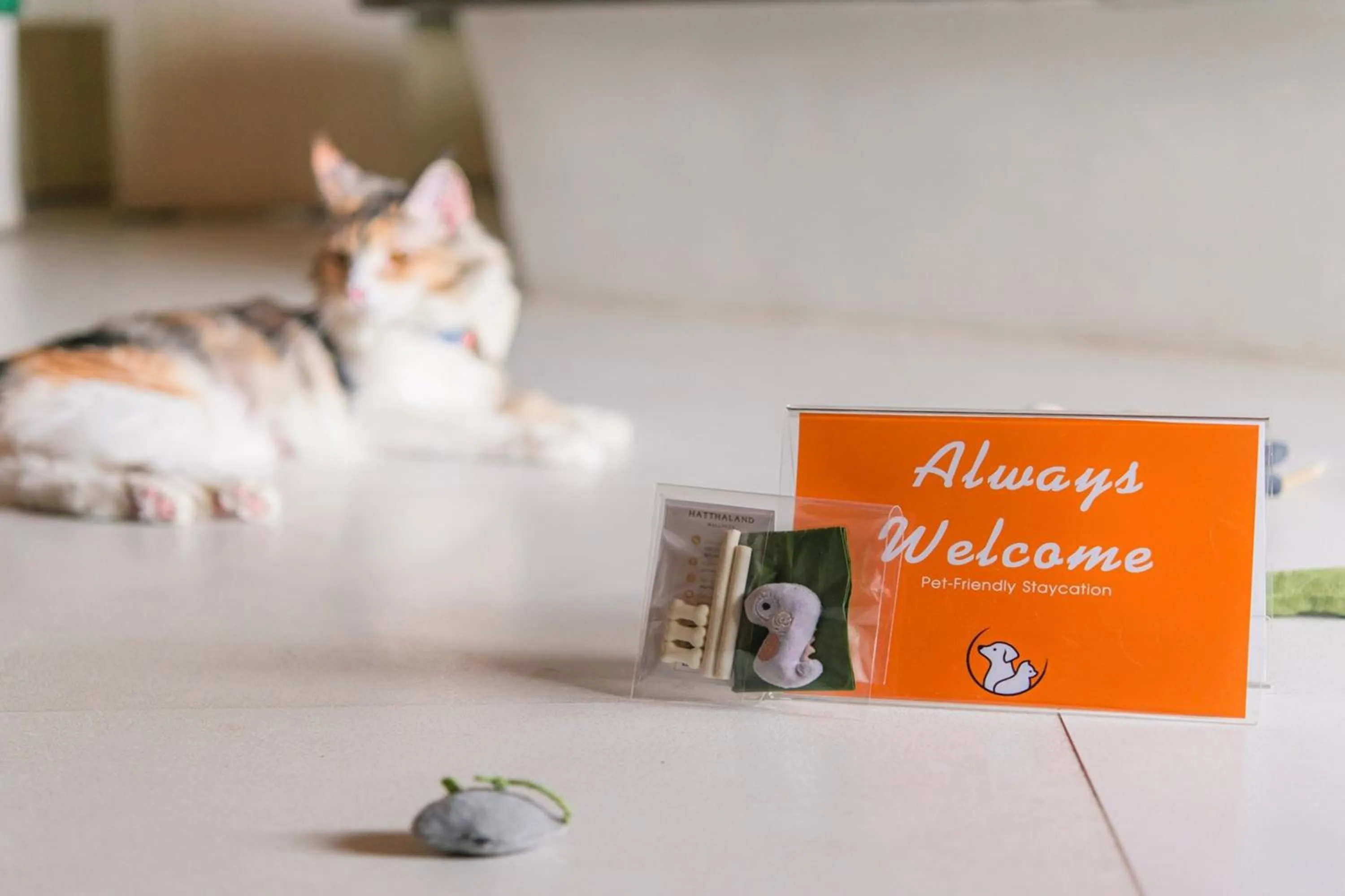 Pets in Karaboon Wellness