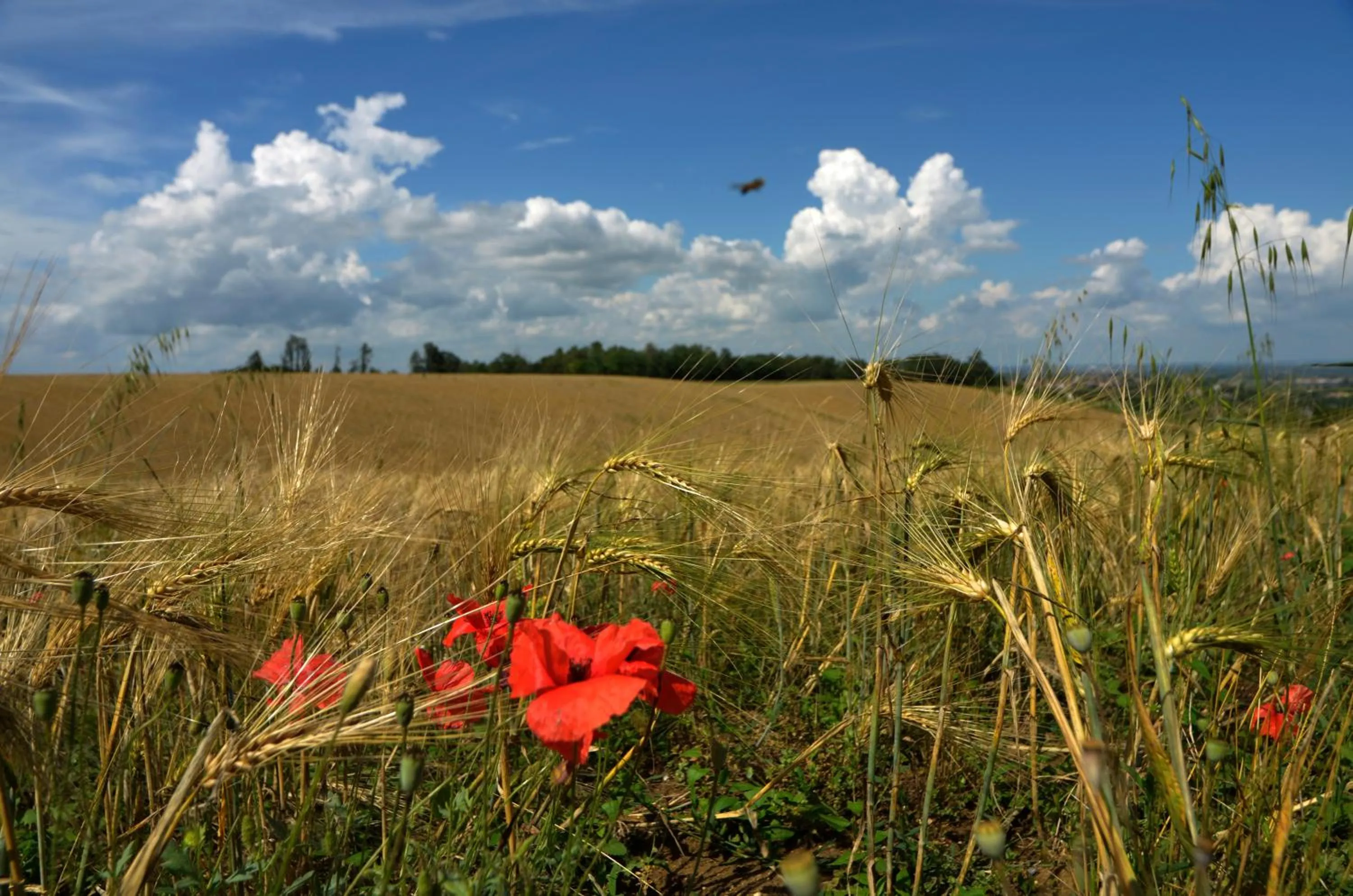 Area and facilities in Hotels Campus