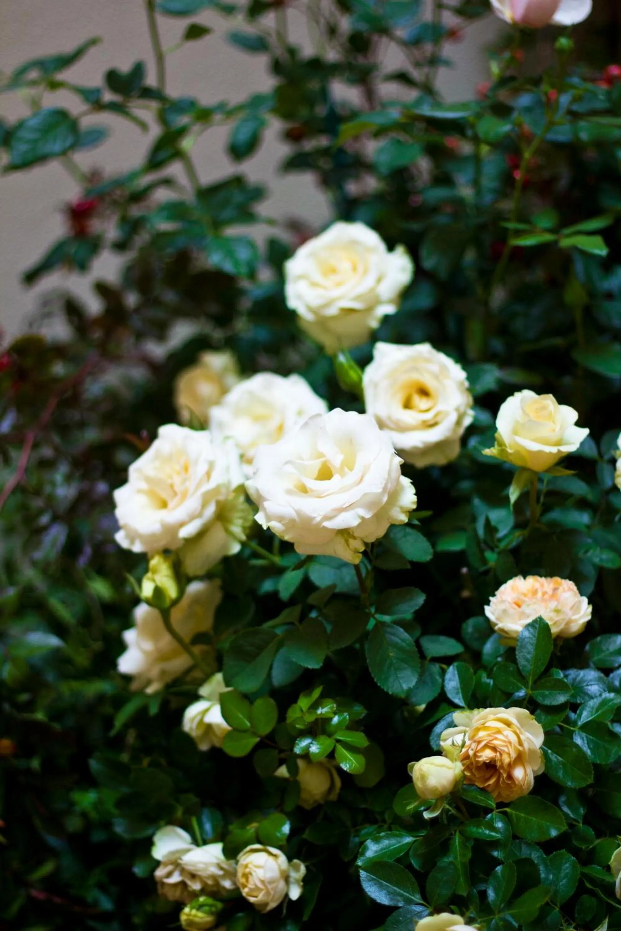 Garden in Residence Hilda