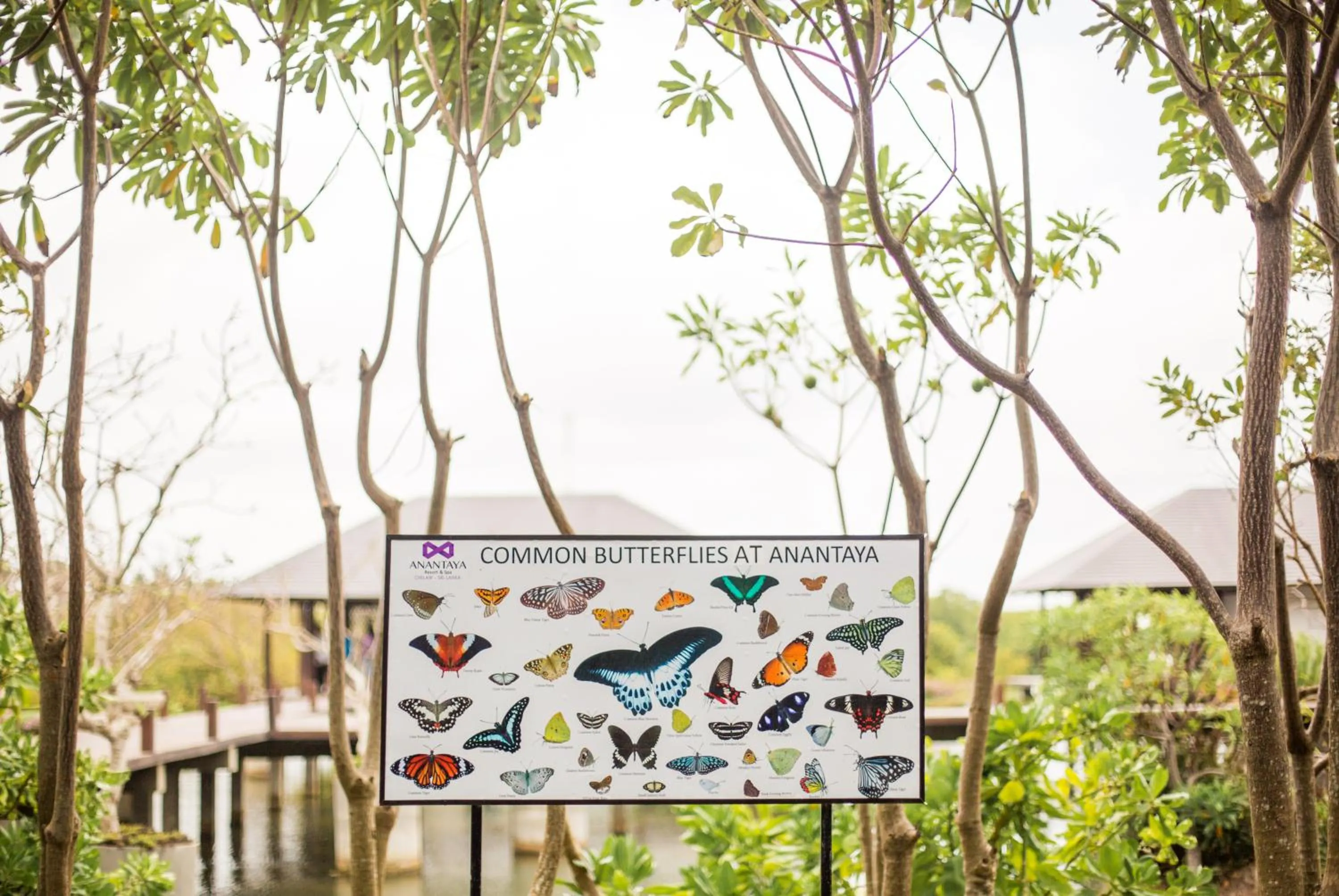 Garden in Anantaya Resort & Spa Chilaw