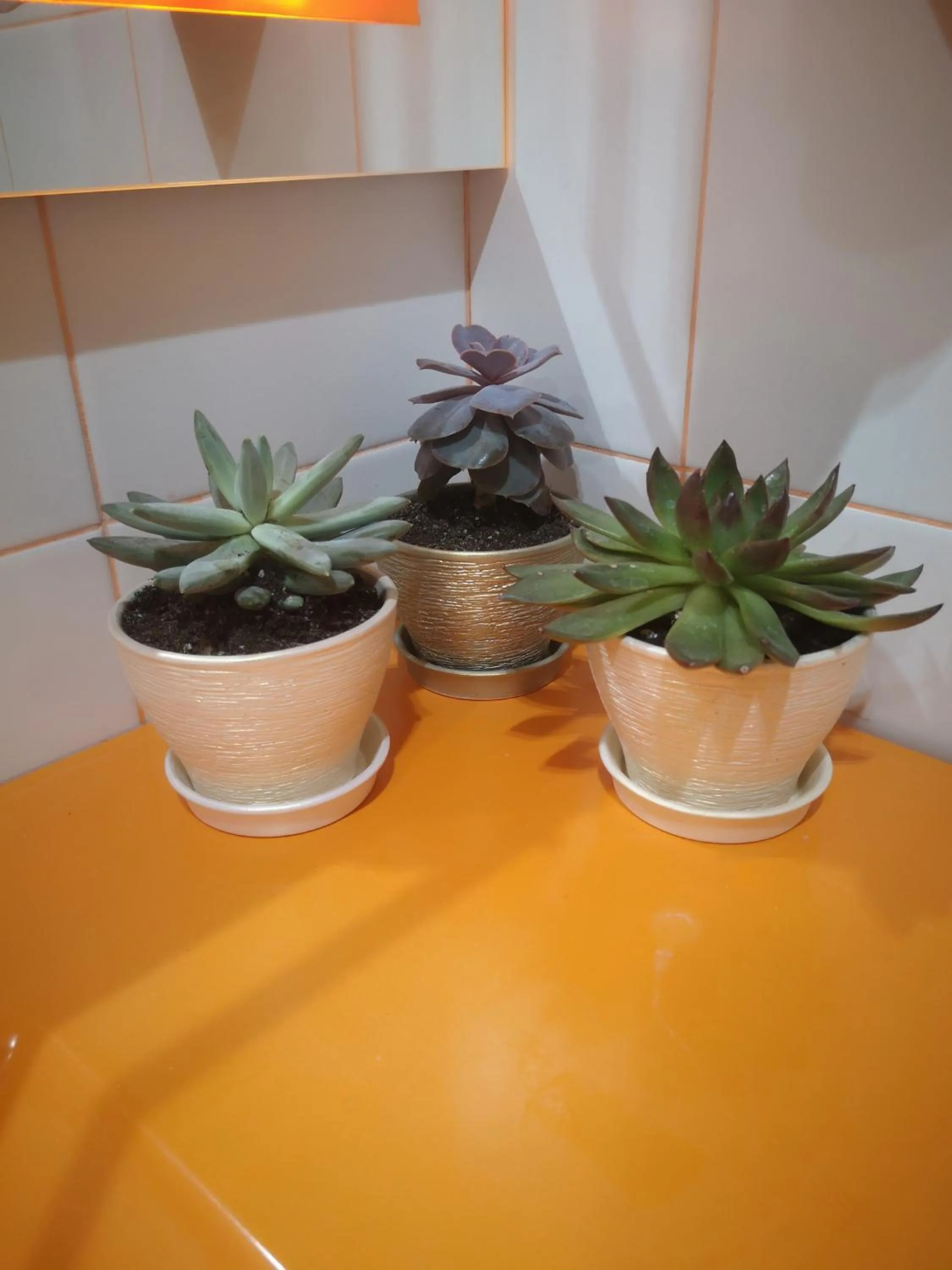 Restaurant/places to eat in Ayhan Hotel