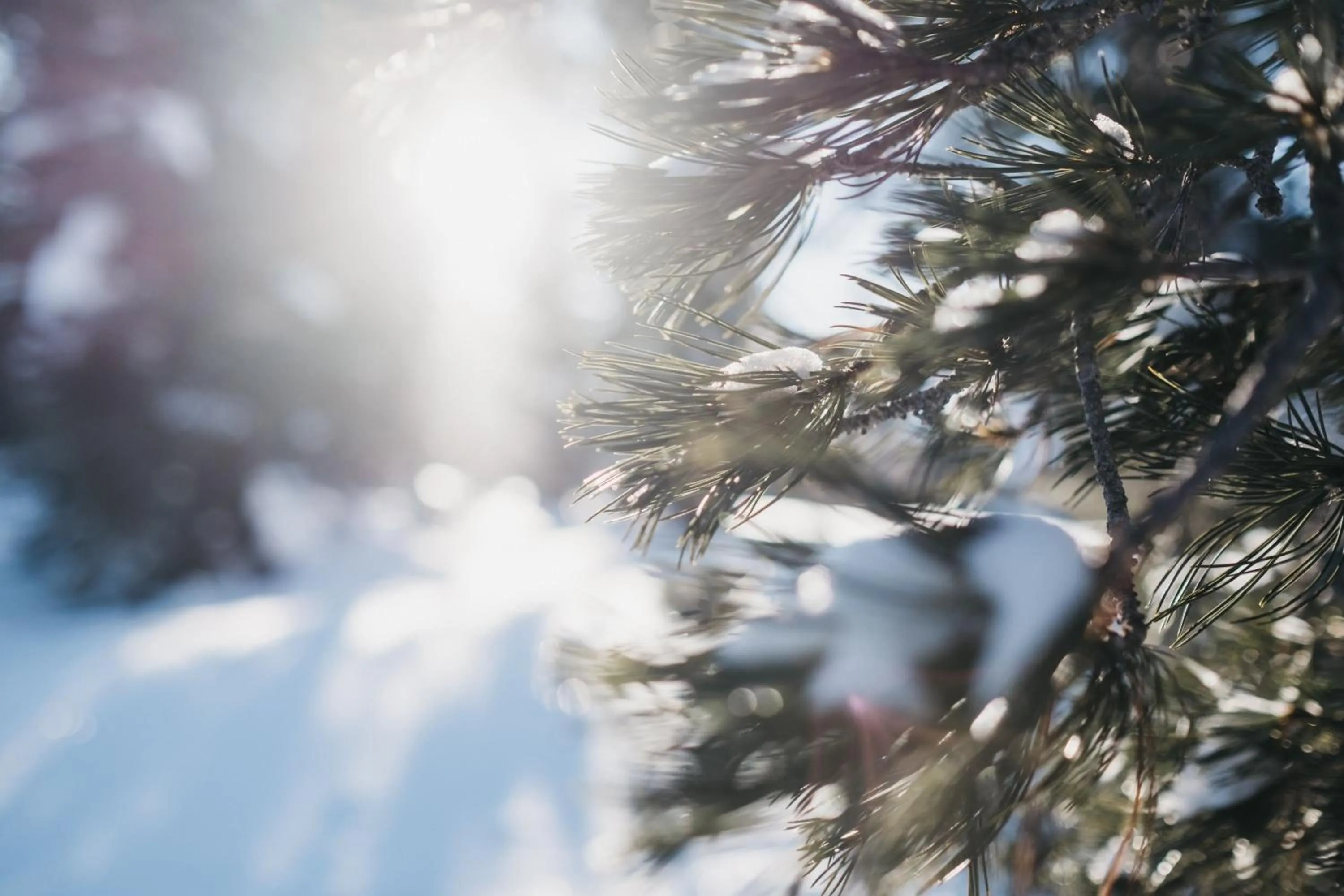 Natural landscape in Hotel Rudolf