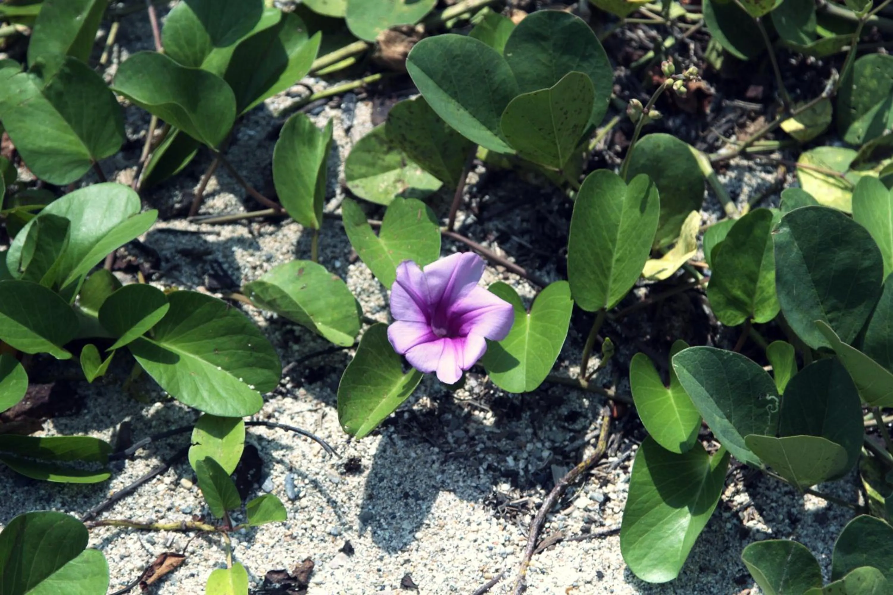 Garden in Tayrona Tented Lodge