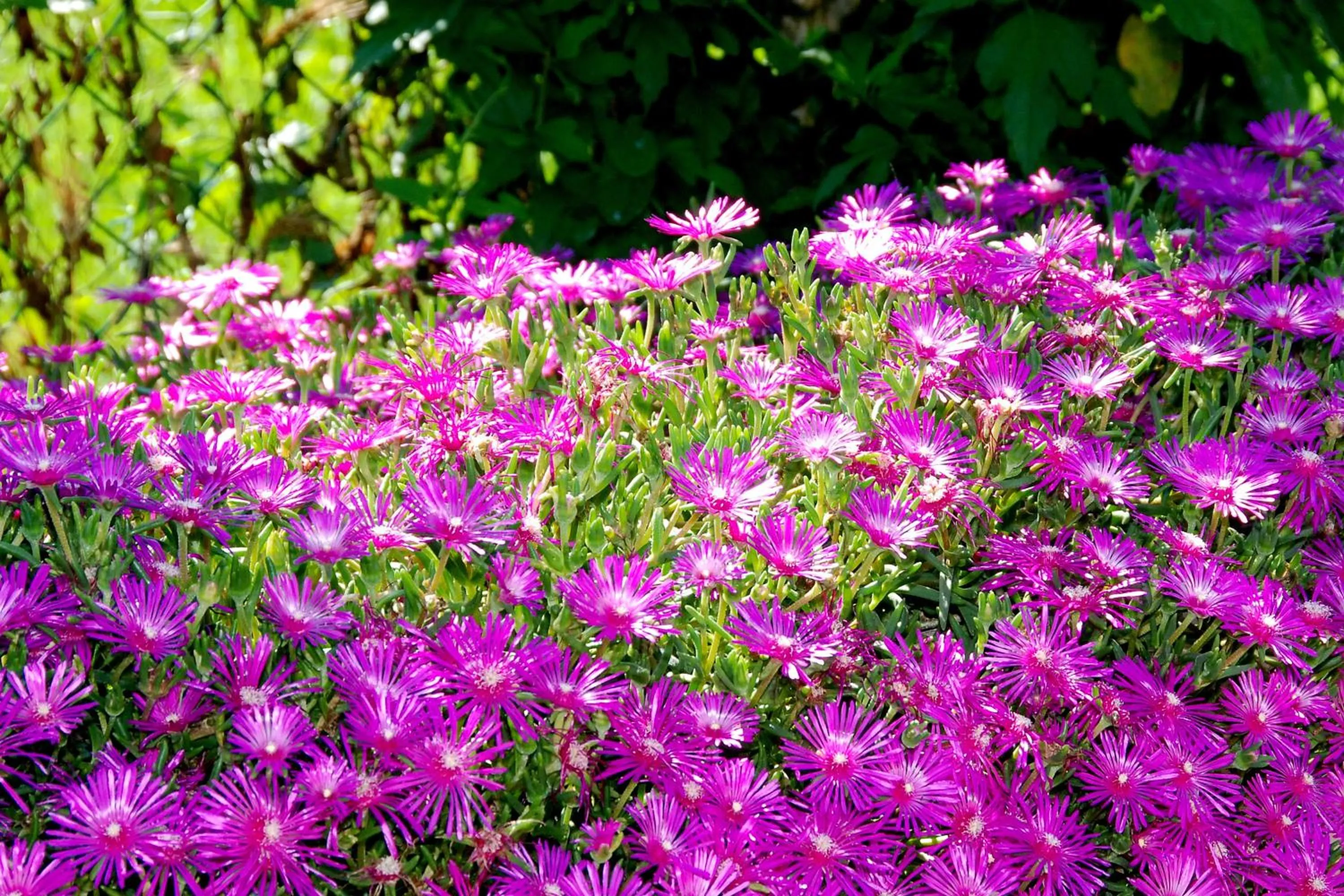 Garden in Agriturismo-R&B Corte dei Gioghi