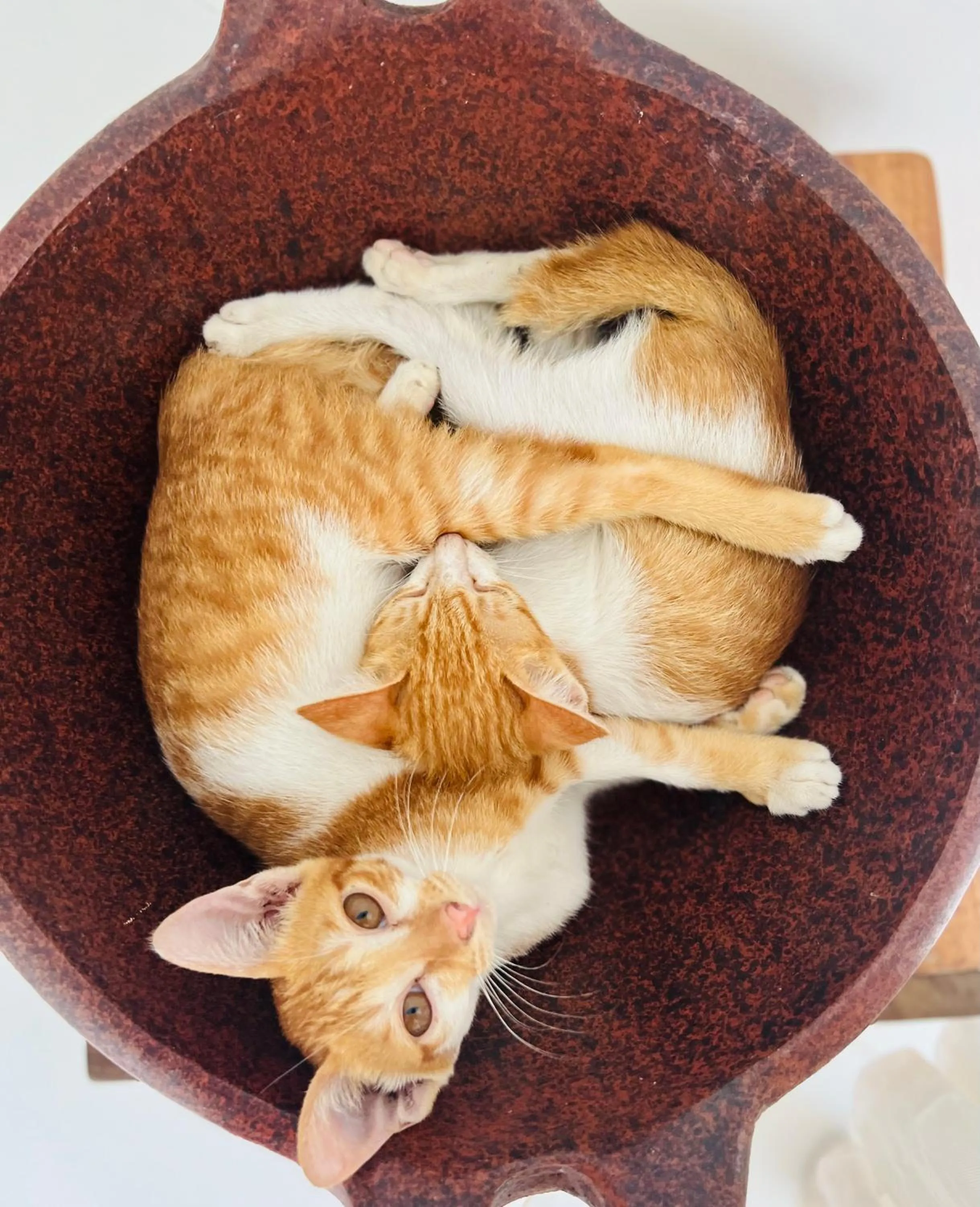 Animals in Naia Lombok