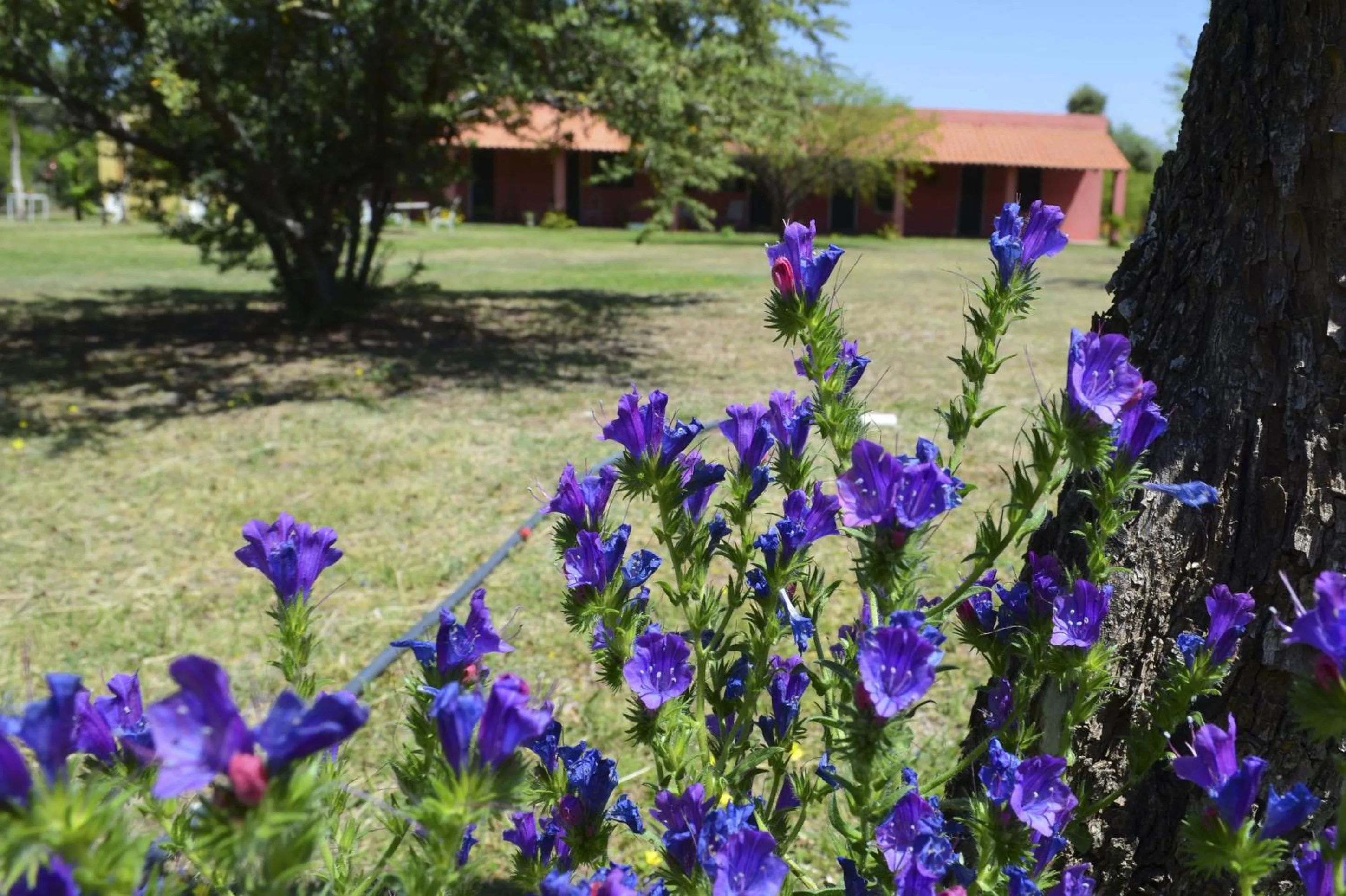 Garden in Posada Villapancha B&B
