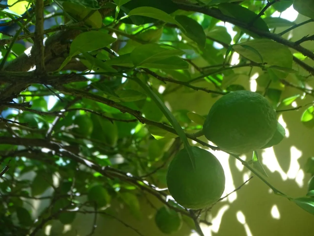 Garden in Casa Abanico Tulum