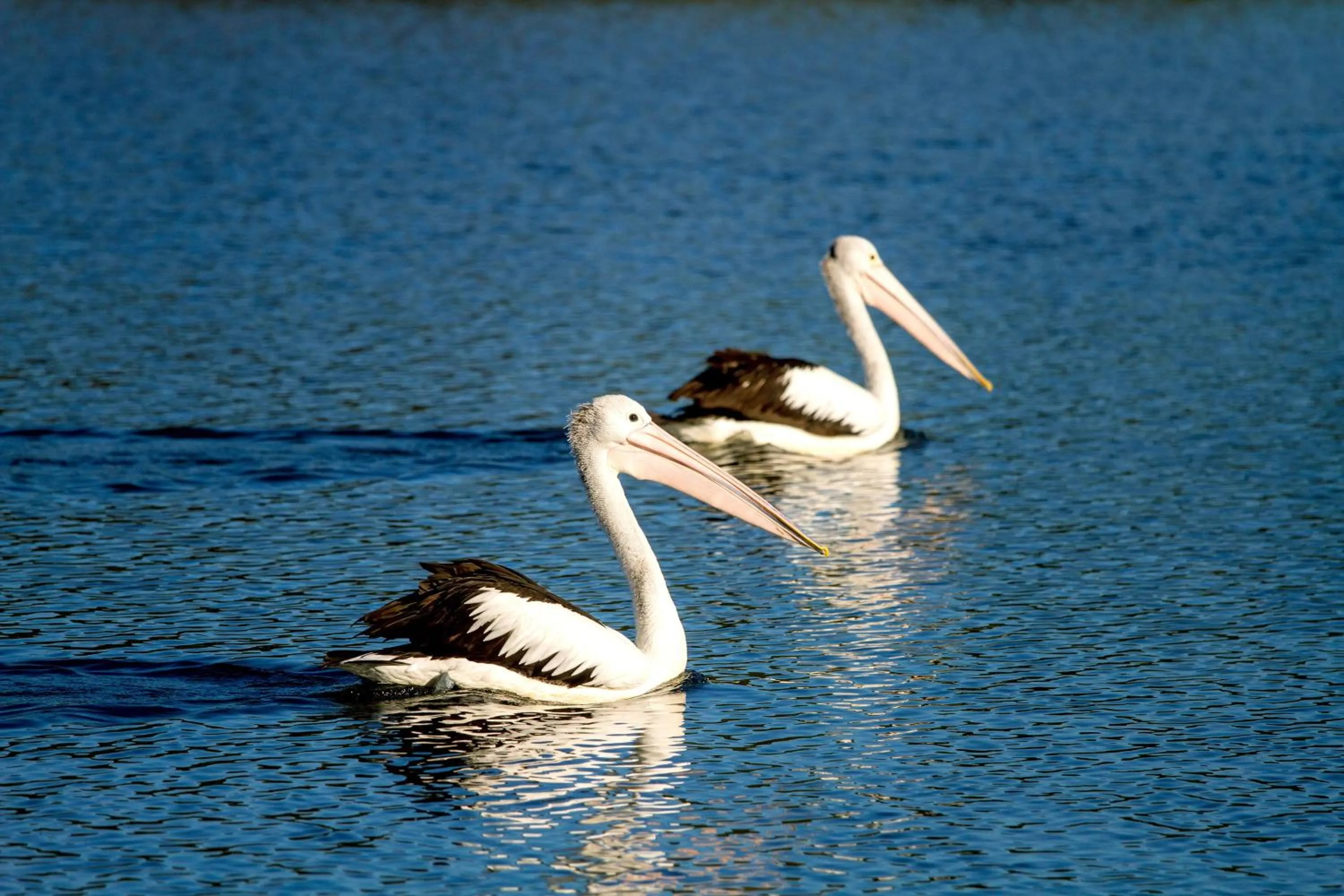 Area and facilities in Reflections Ferry Reserve - Holiday Park