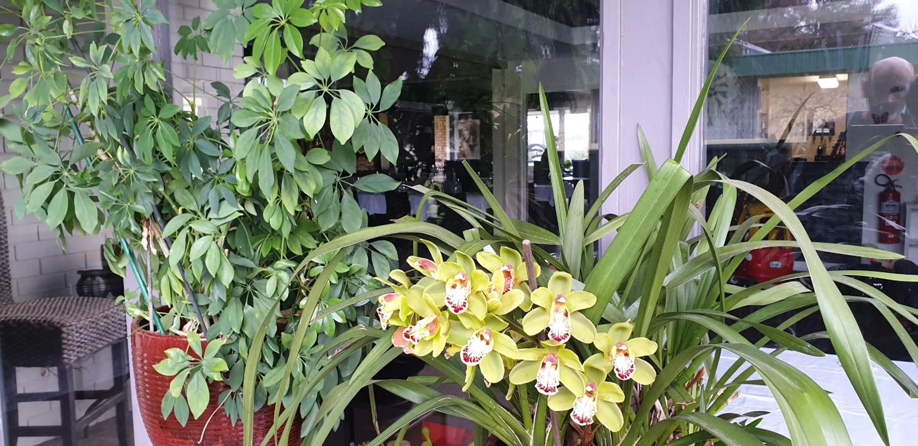 Garden in Sandpipers @ Millicent