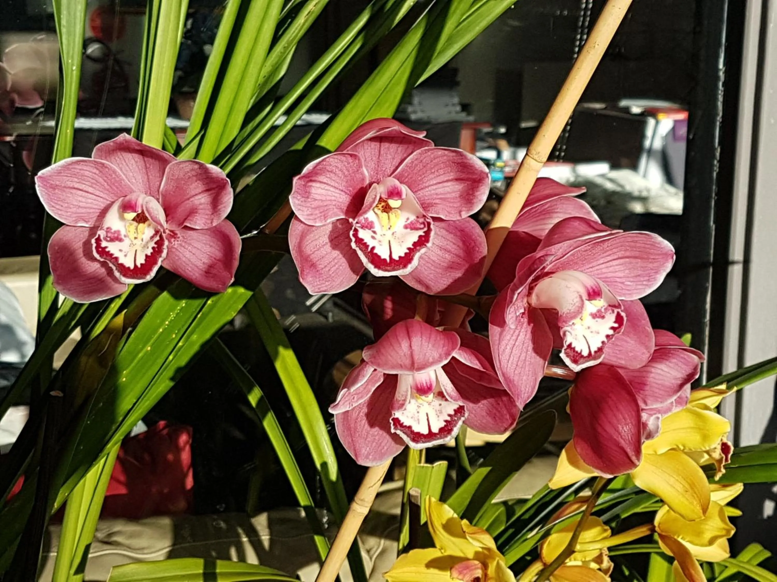 Garden in Sandpipers @ Millicent