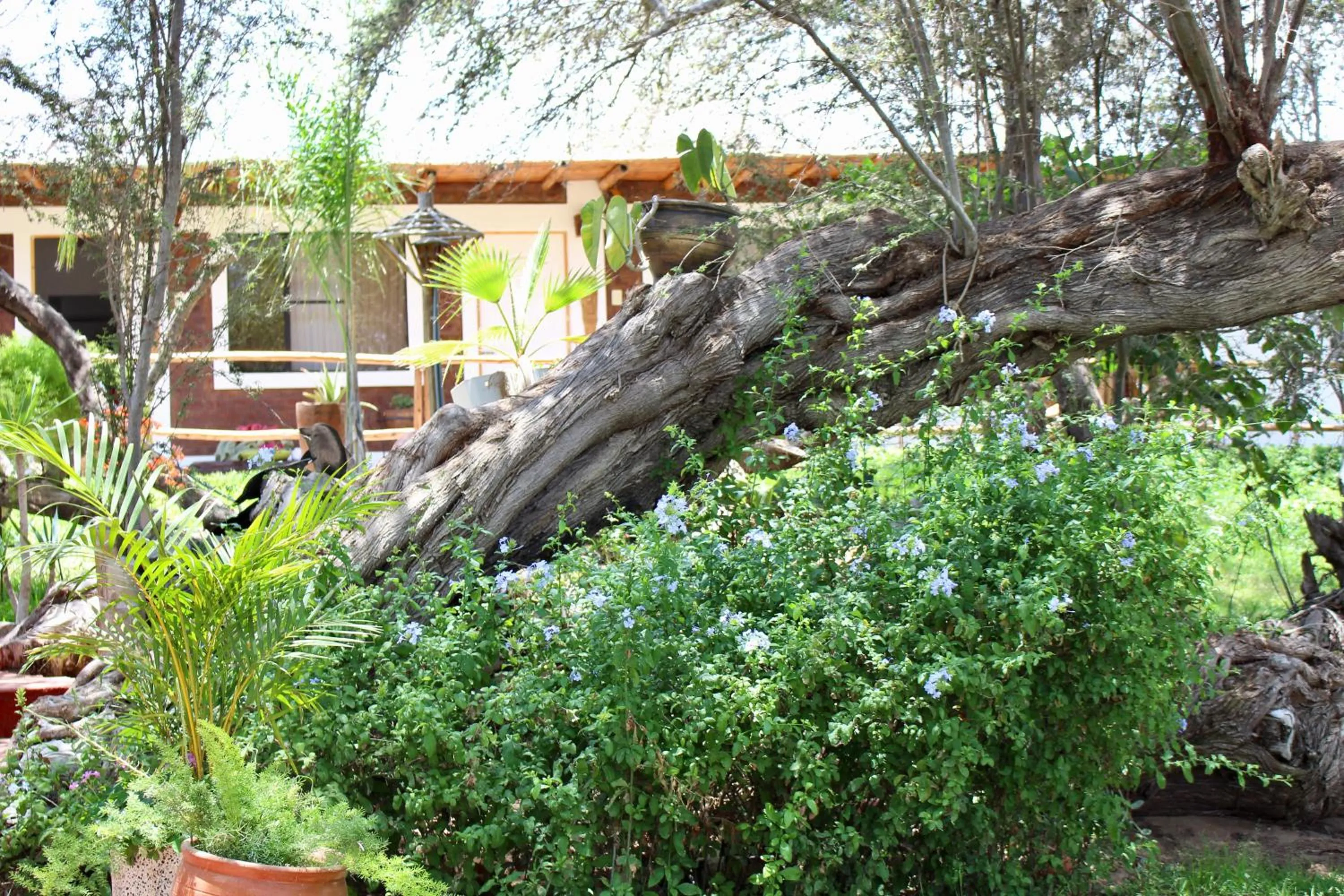 Garden view in Rochabus