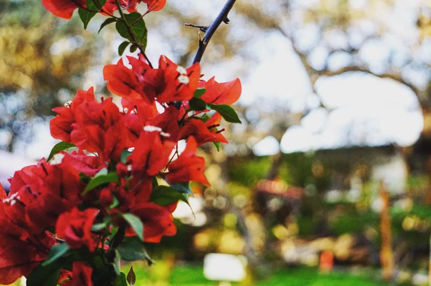 Garden view in Rochabus
