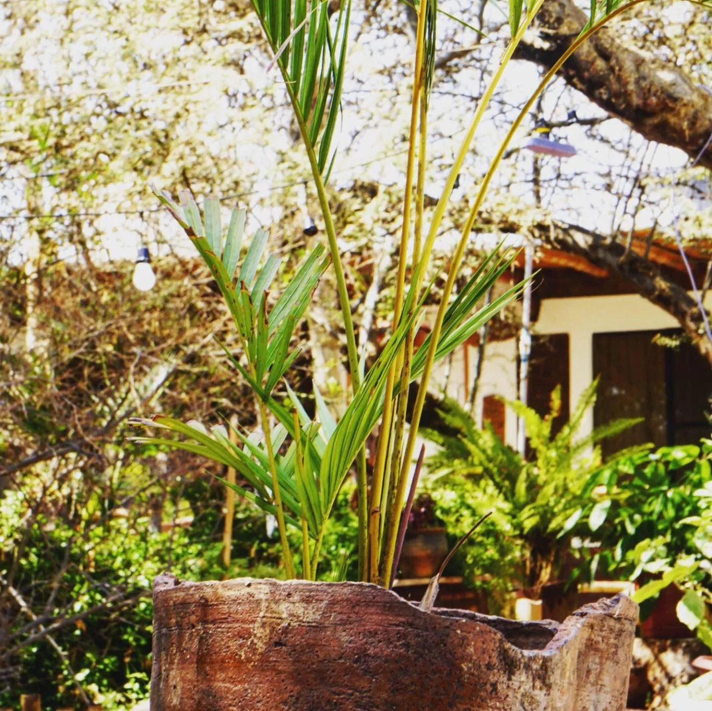 Garden view in Rochabus