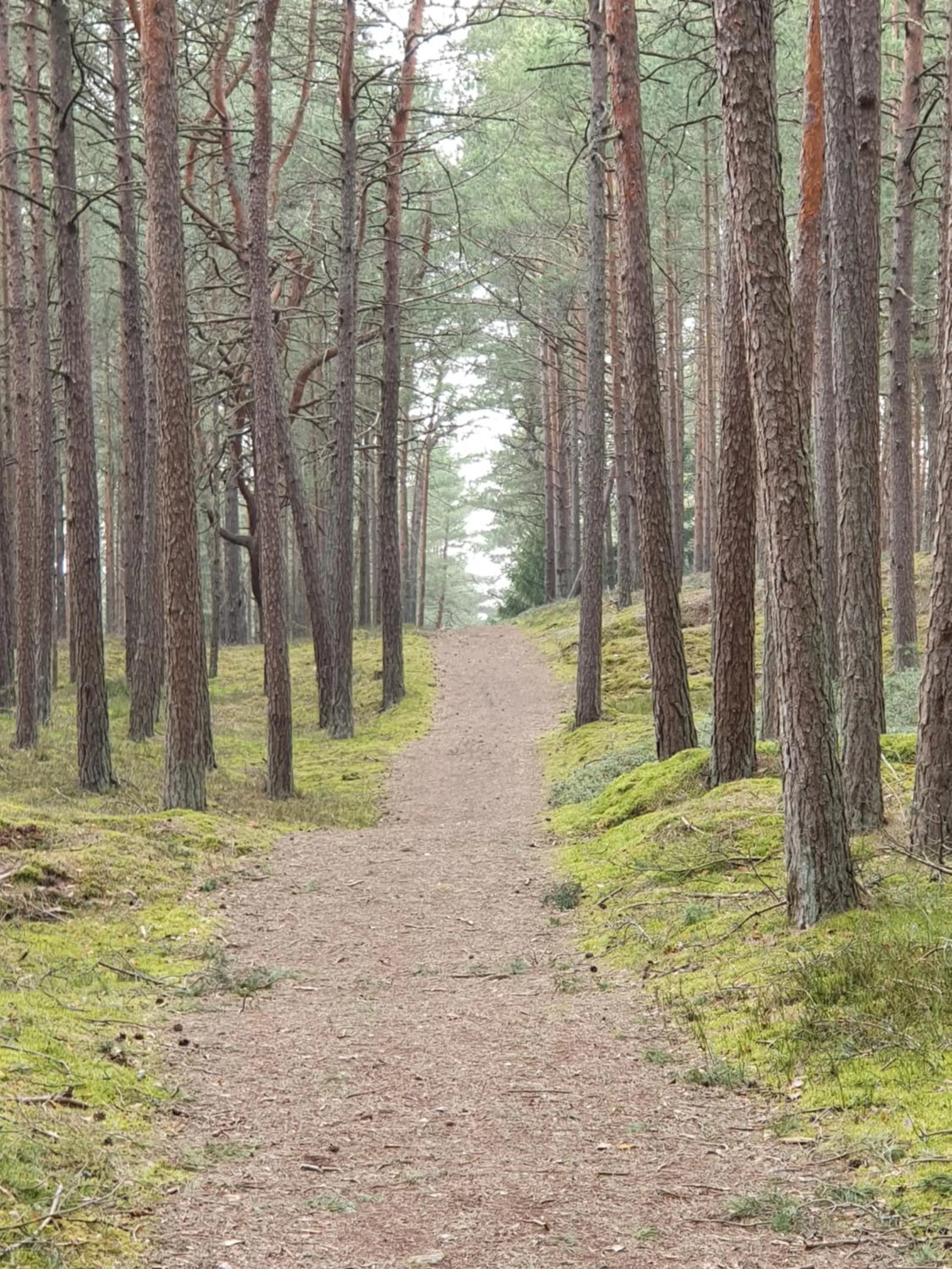 Natural landscape in Villa Loebel 1881