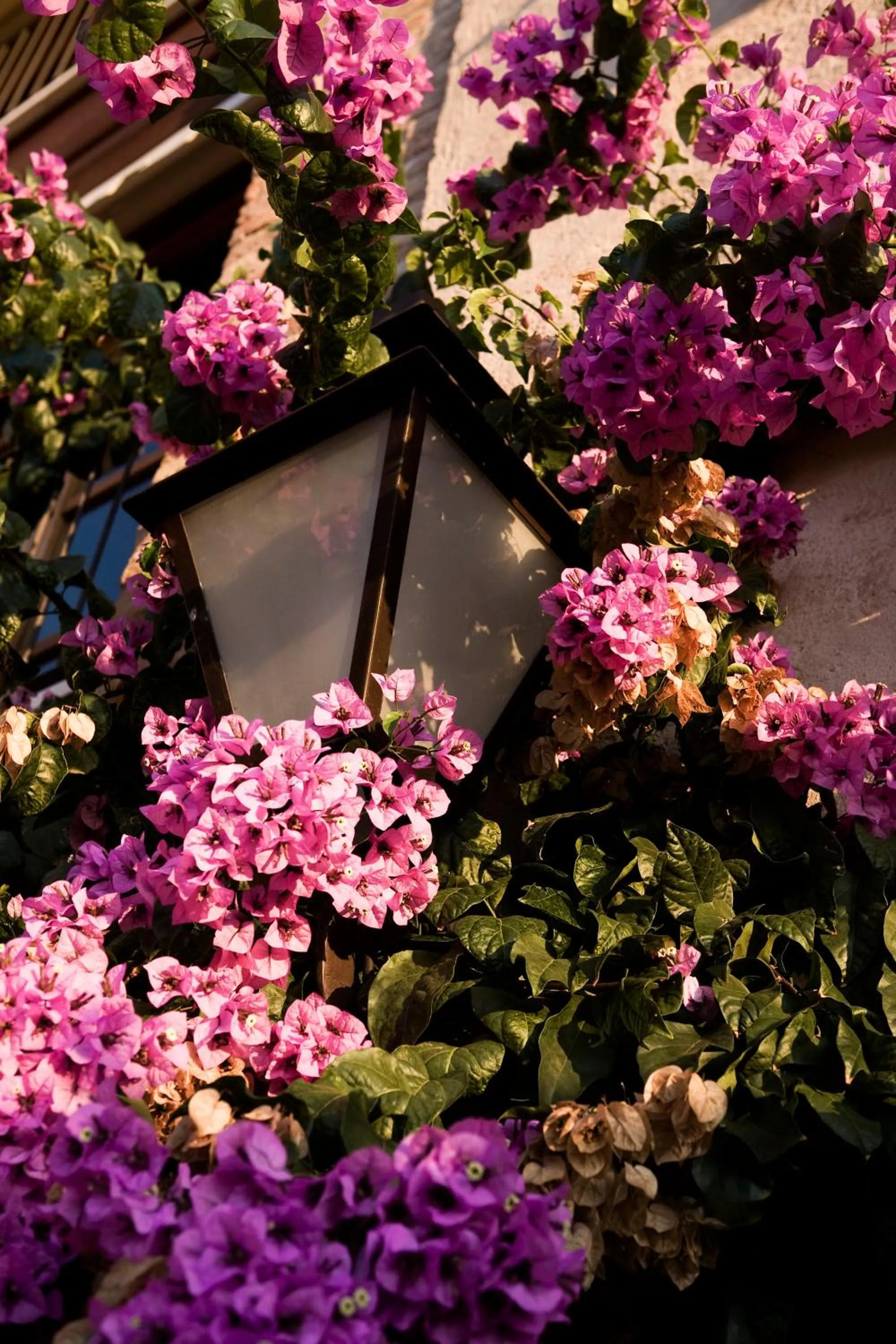 Patio in Villa Arcadio