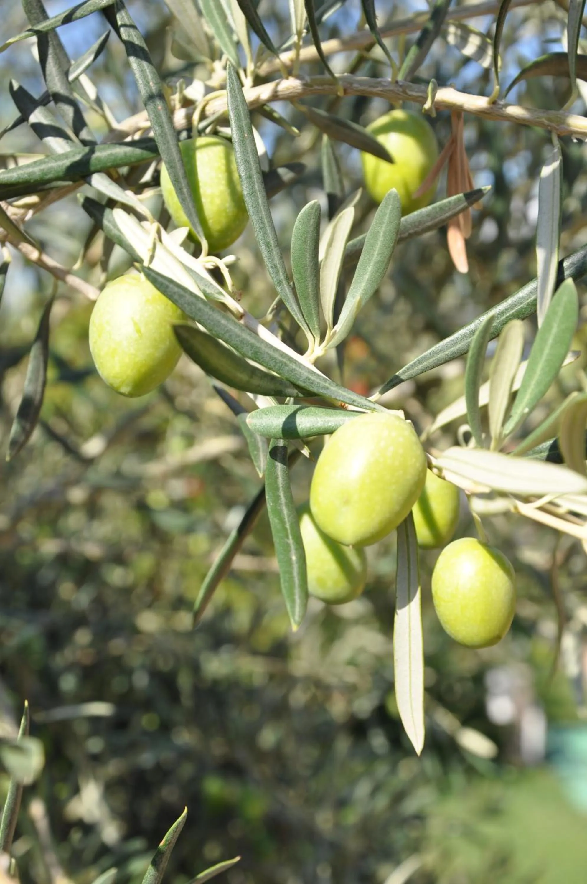 Property building in Hotel Garden Beach