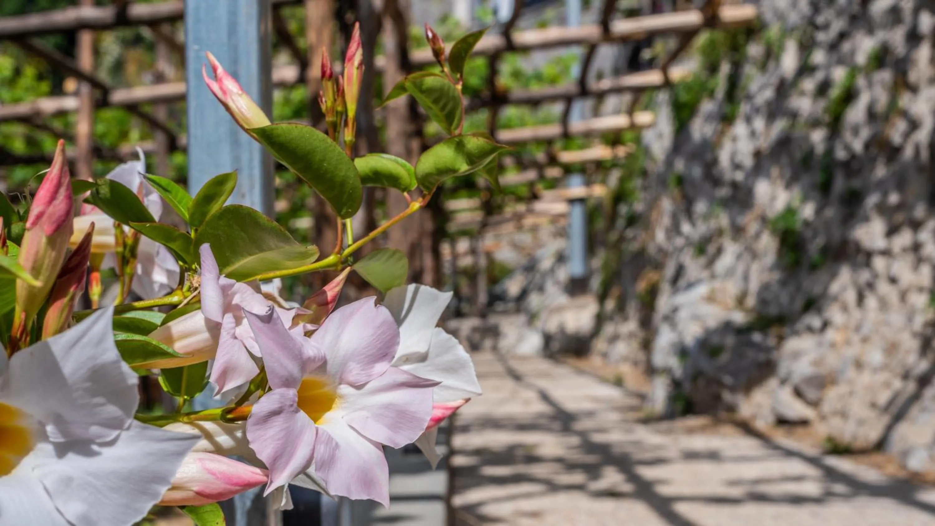 Albergo Diffuso Bacco Furore