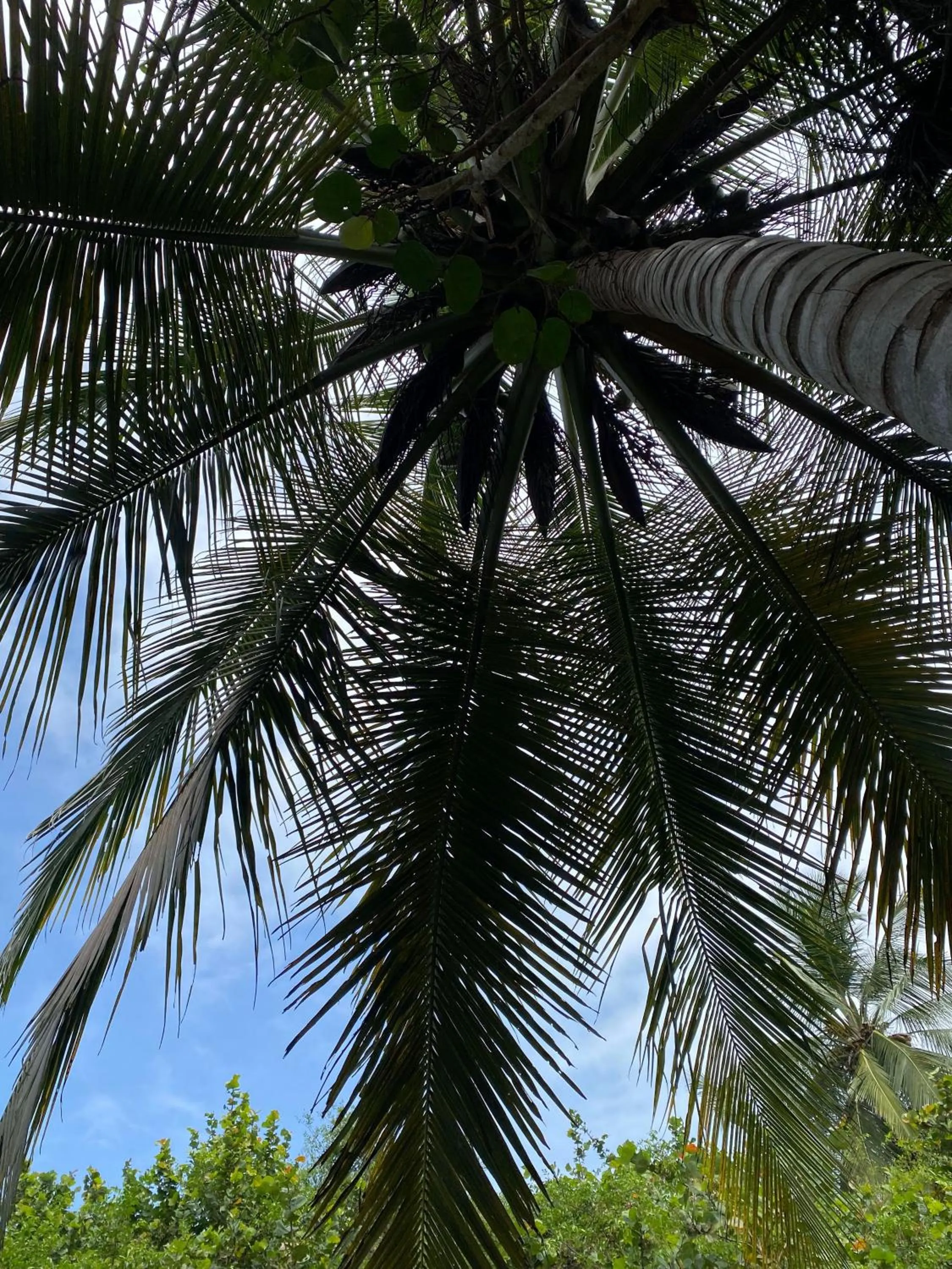 Natural landscape in Ecohabs Tequendama - Parque Tayrona