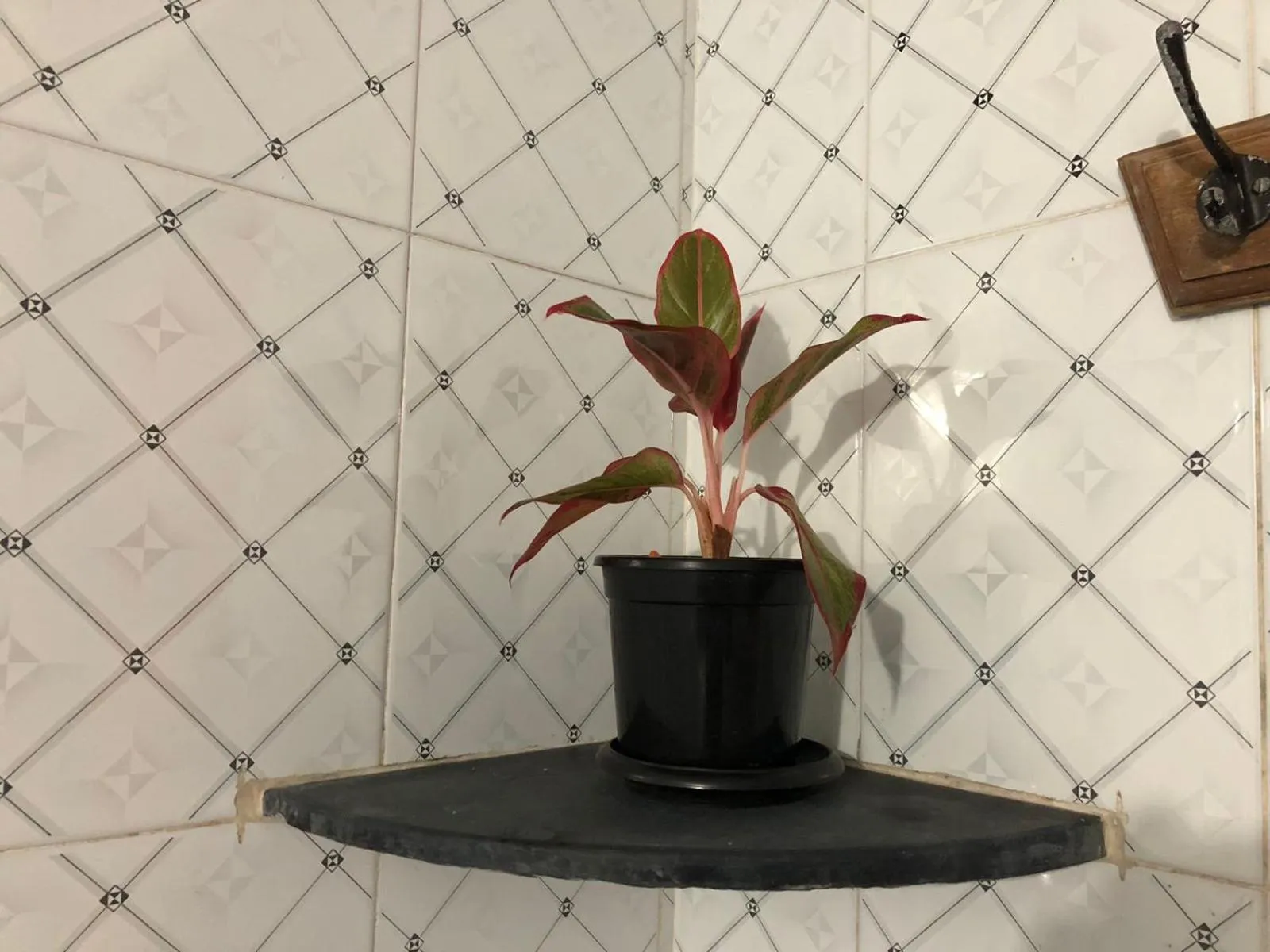 Garden in Nature Inn Cottages