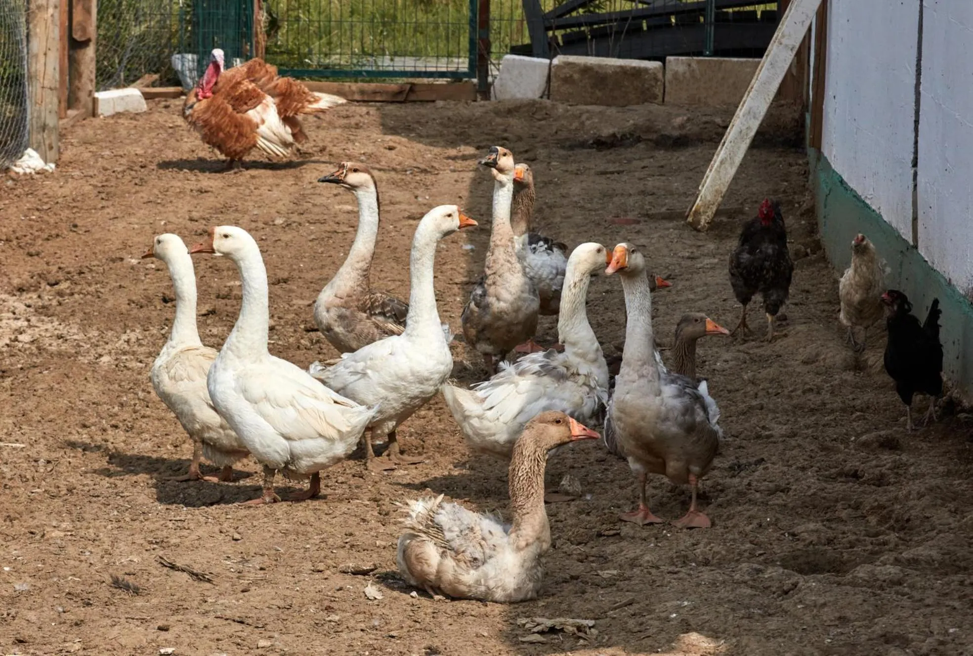 Pets in Dachas Cove Hotel