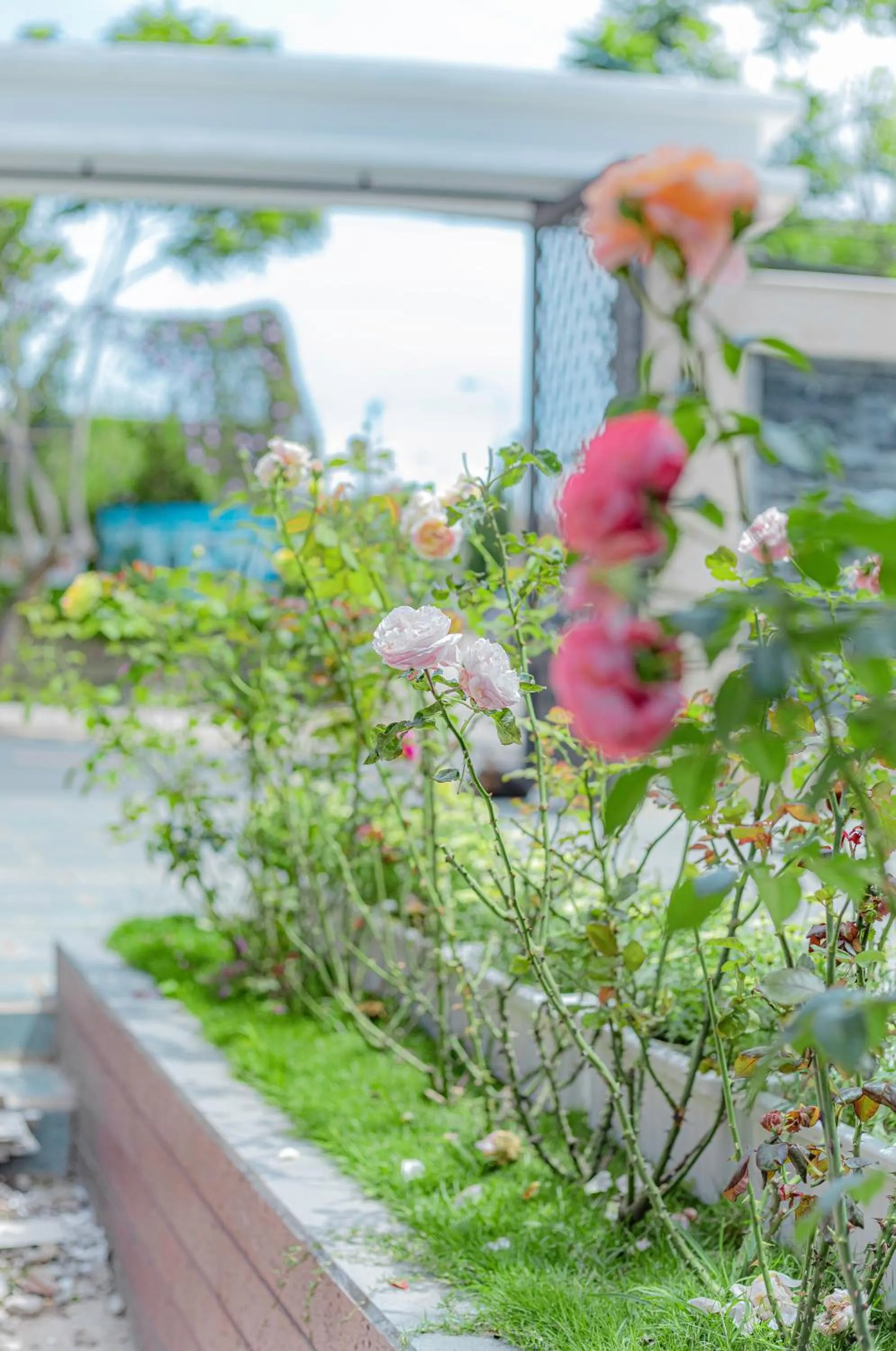 Garden in An Mai Boutique Hotel