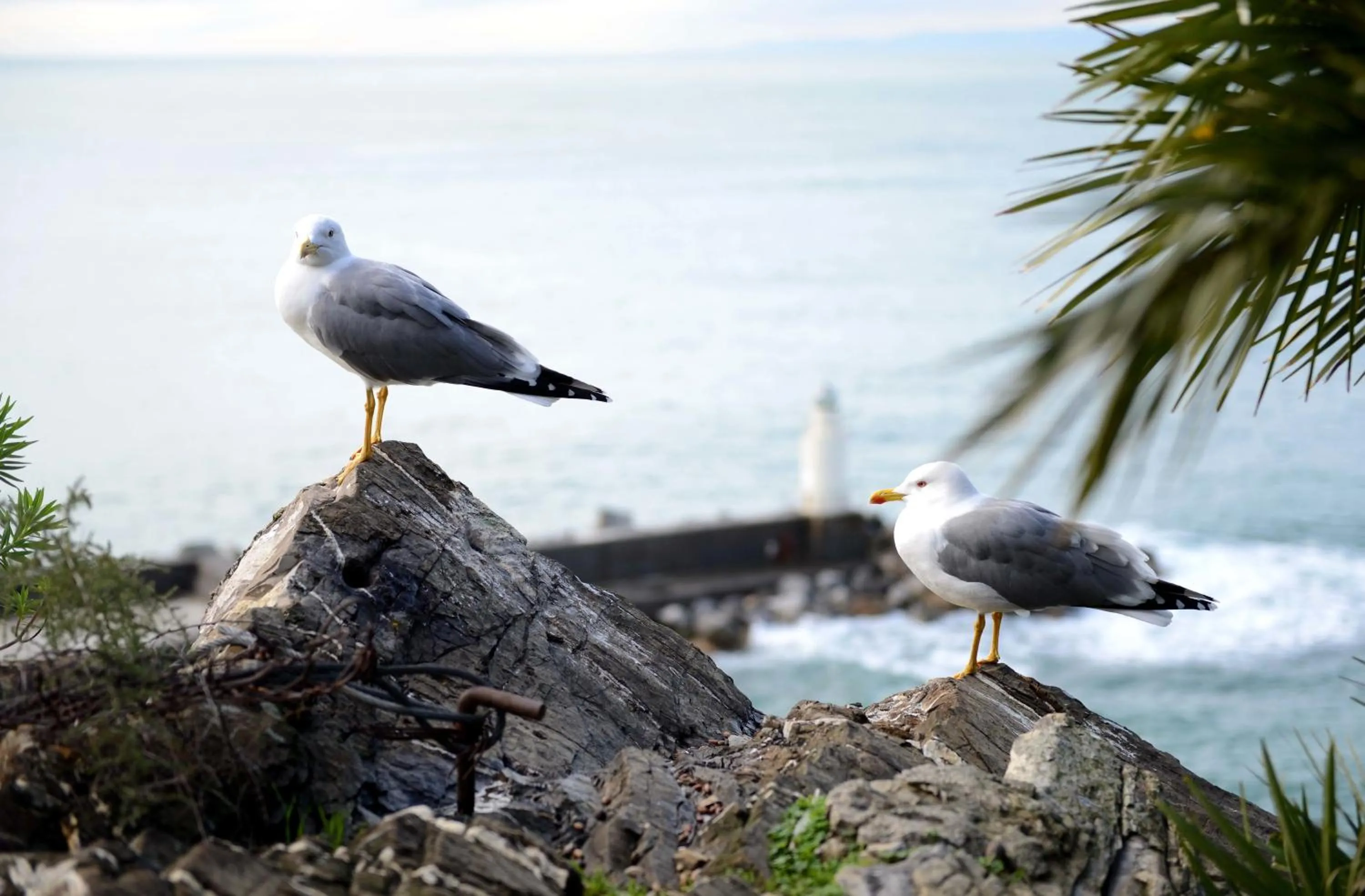 Area and facilities in La Camogliese Hotel B&B