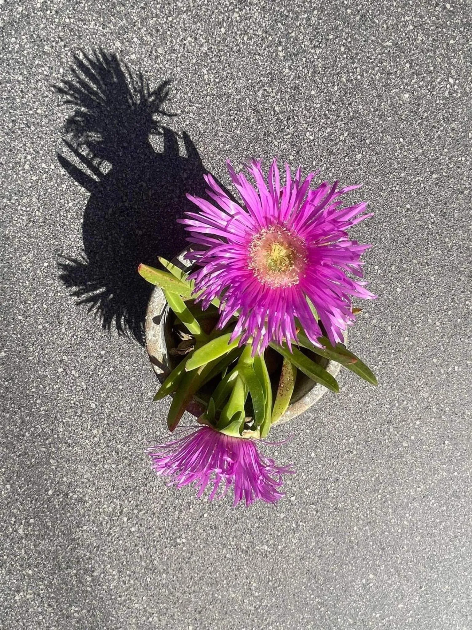 Nissi Collection Rooms