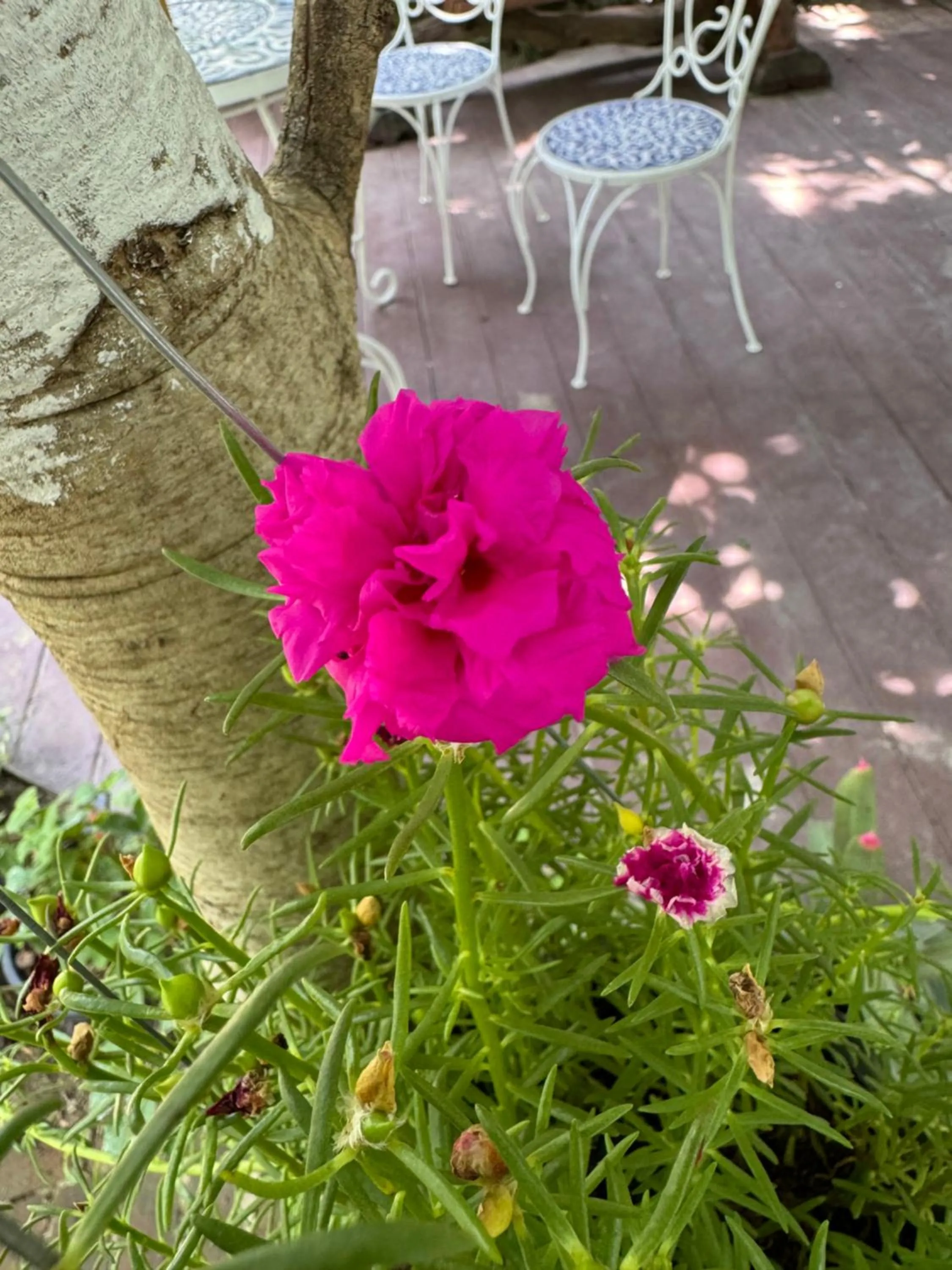 Garden in Chiang Mai Las Orquideas Resort
