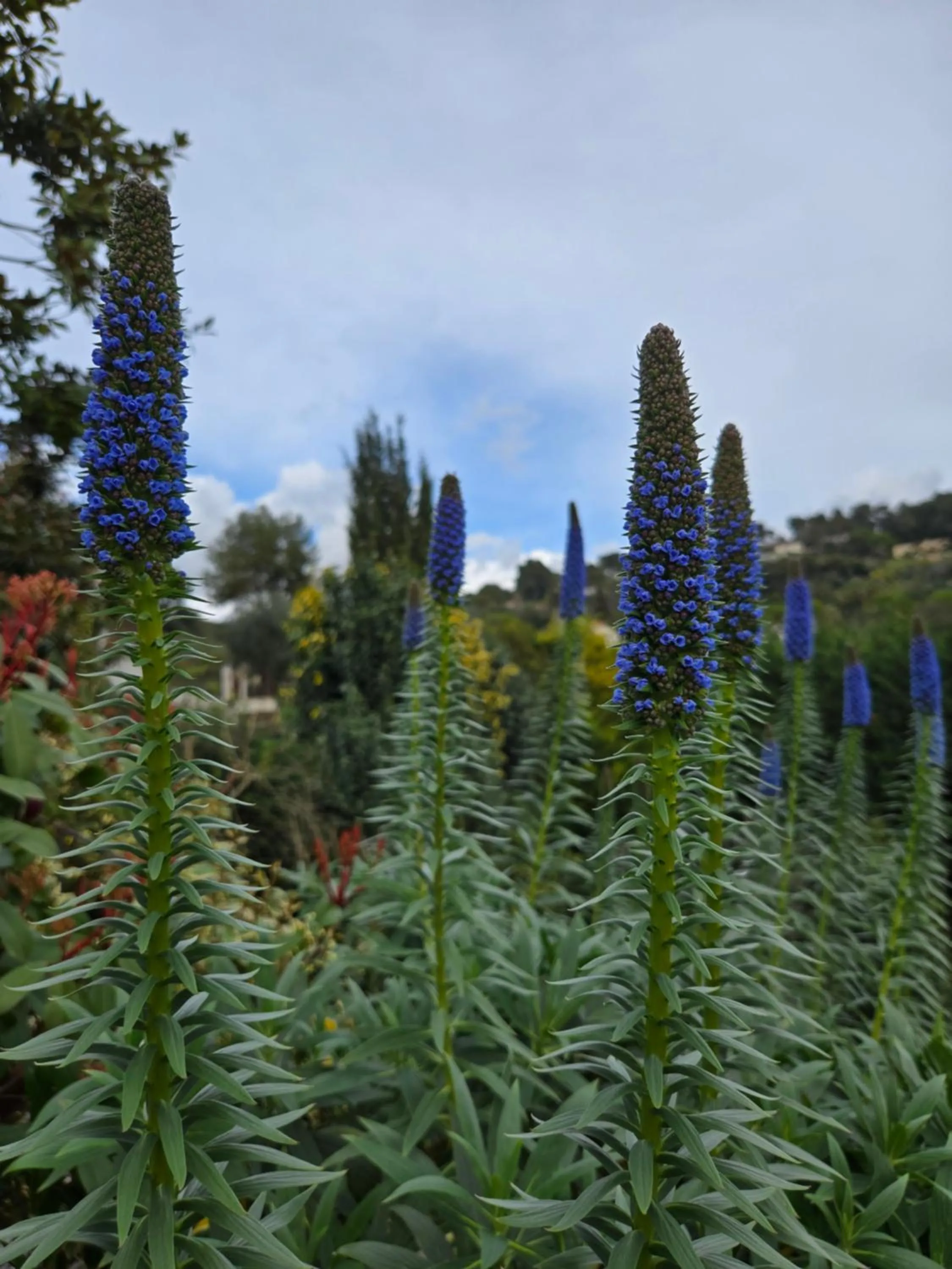 Garden view in Ideal BnB, Luxury Apartments