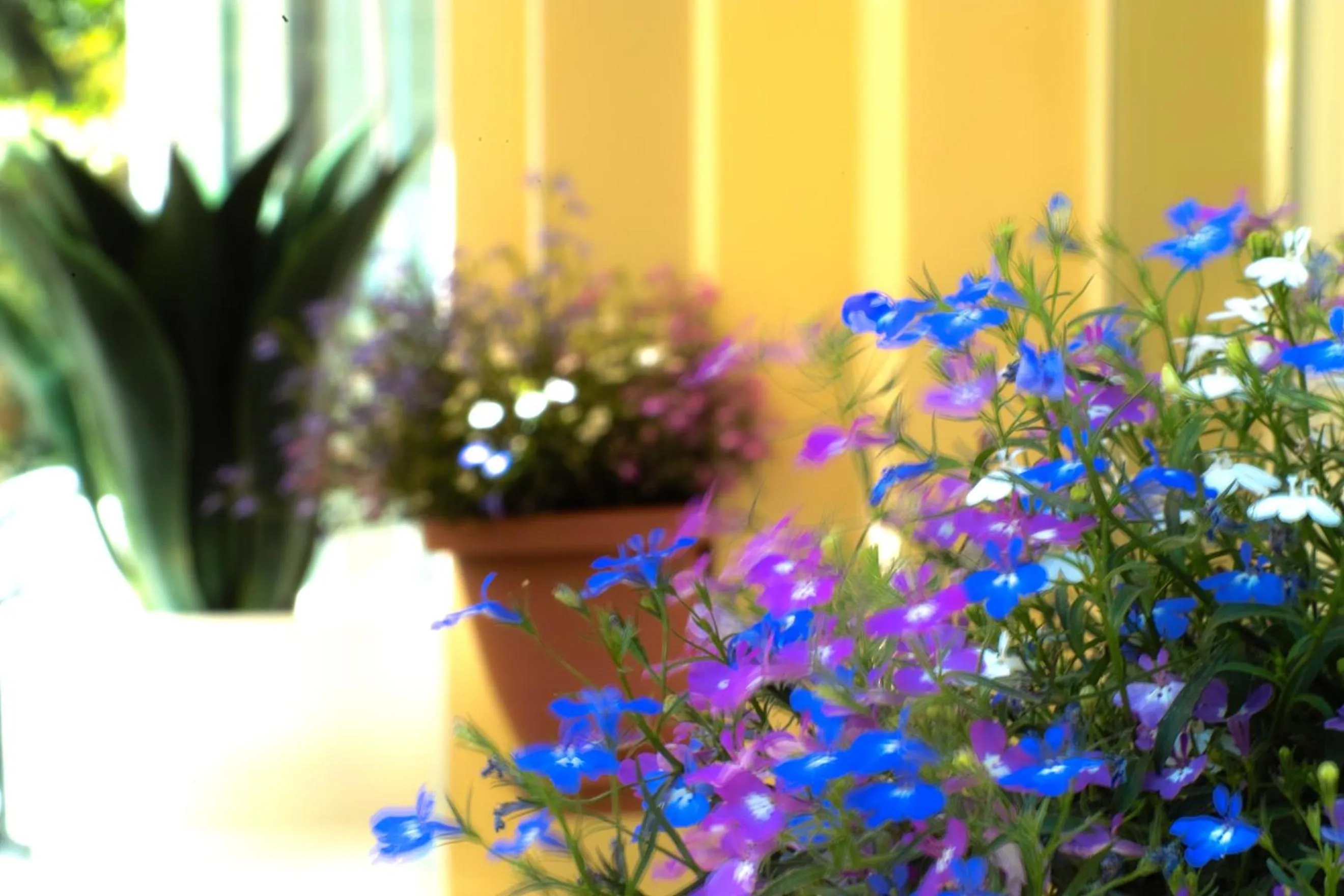 Garden in Hotel L'Approdo