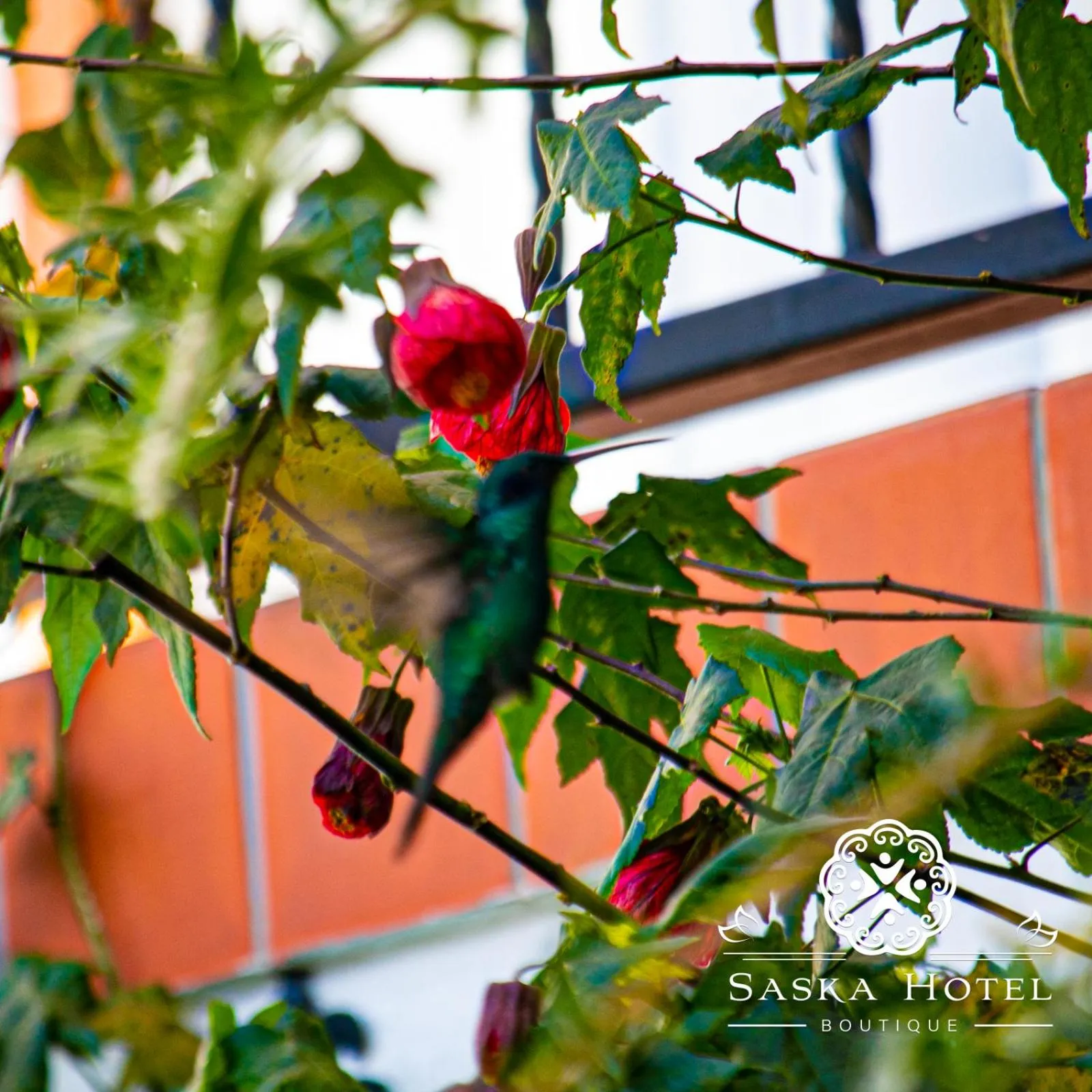 Garden in Saska Boutique Hotel