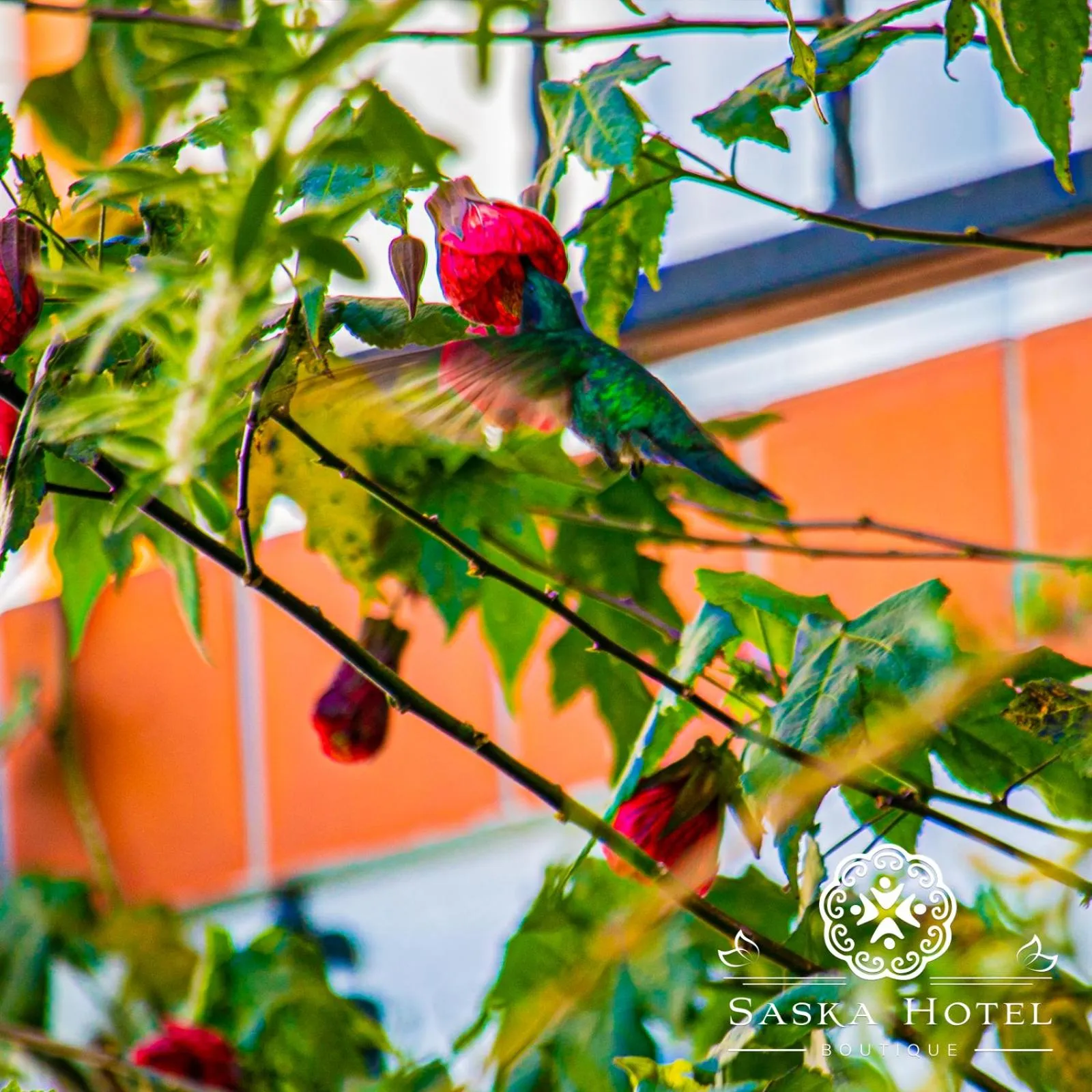 Garden in Saska Boutique Hotel