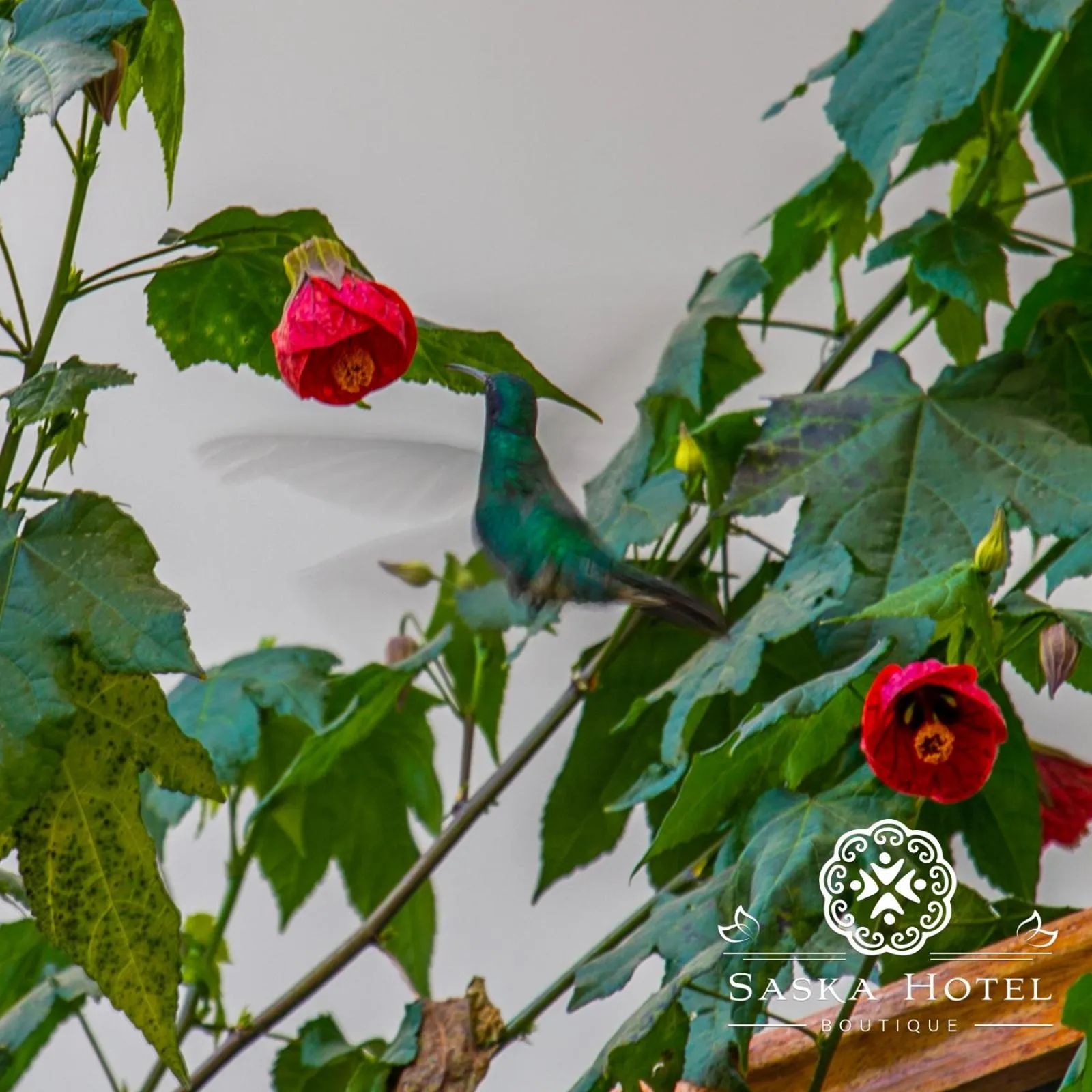 Garden in Saska Boutique Hotel