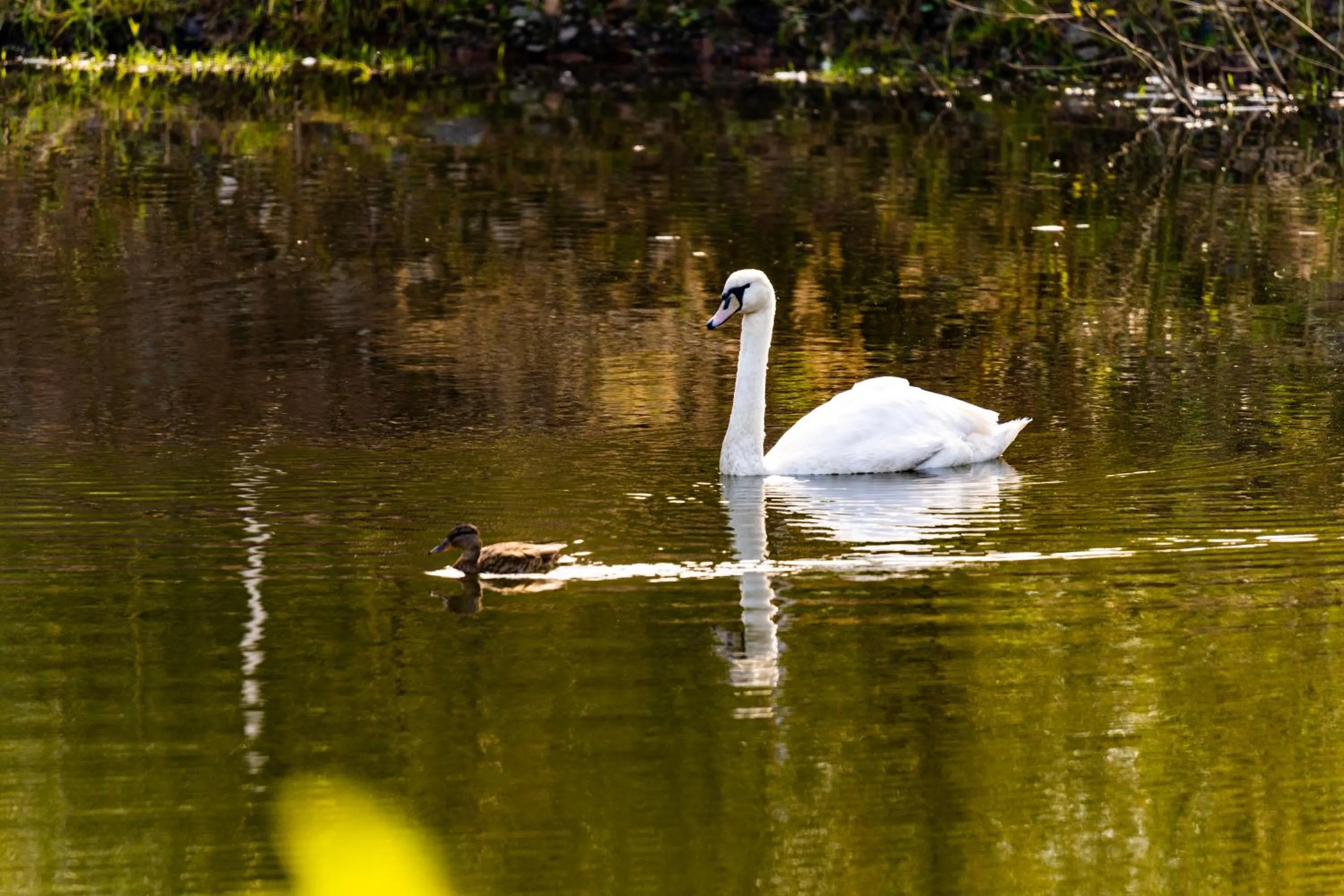 Animals in Waldschlösschen Brotterode