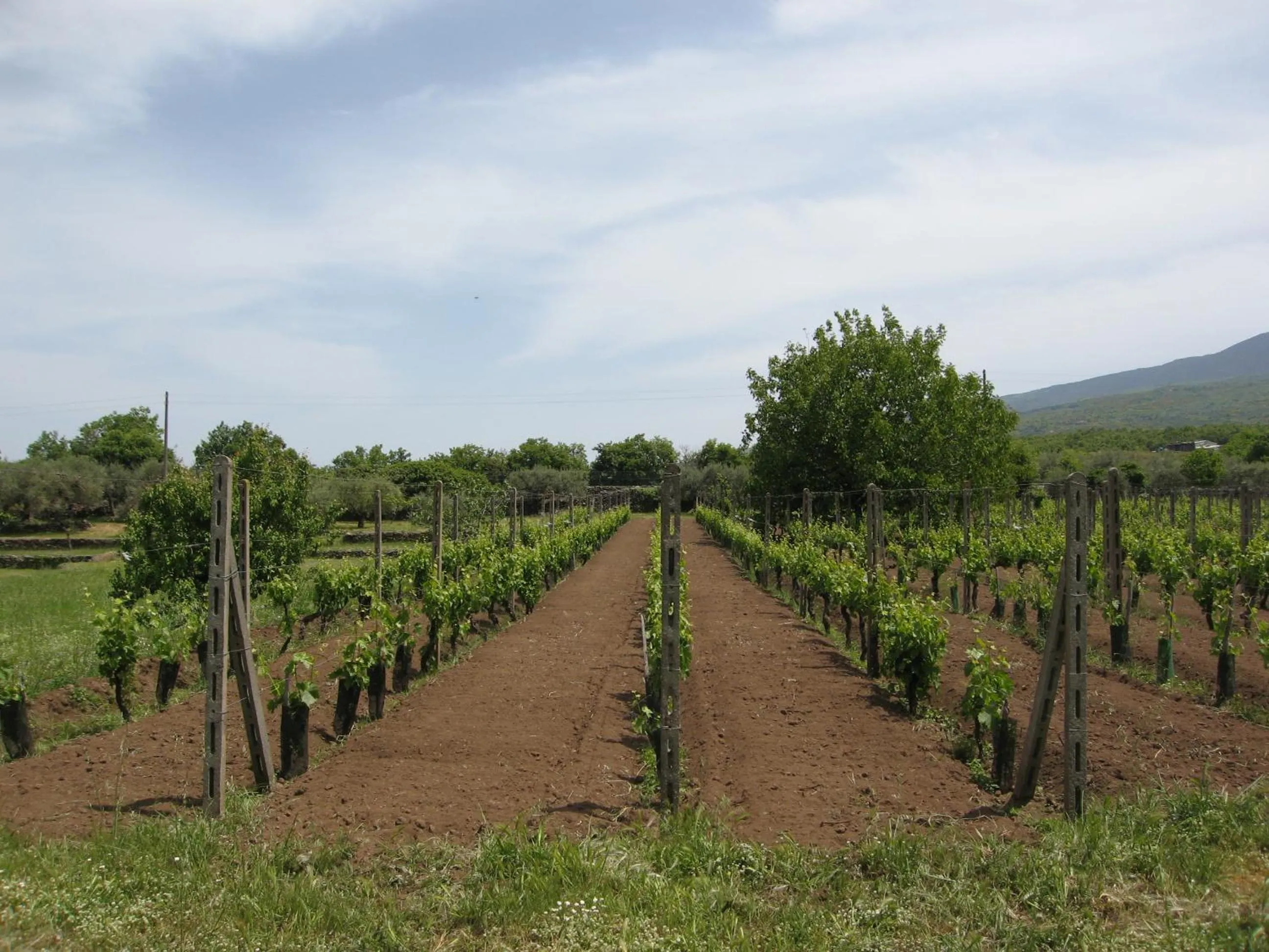 Garden in Villa VEDA